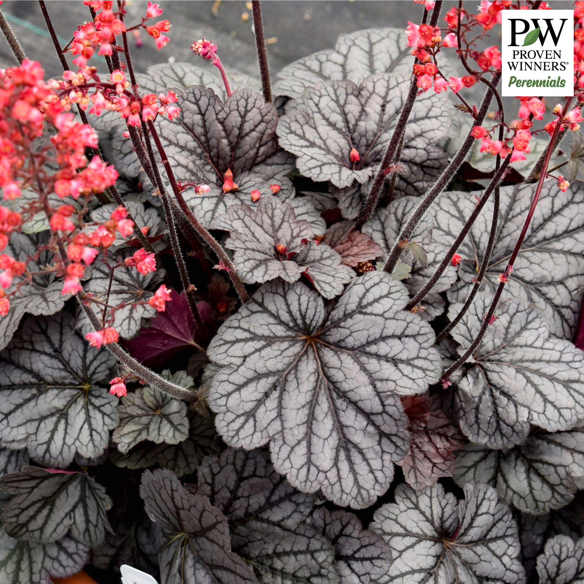 Heuchera, Dolce® Glazed and Infused