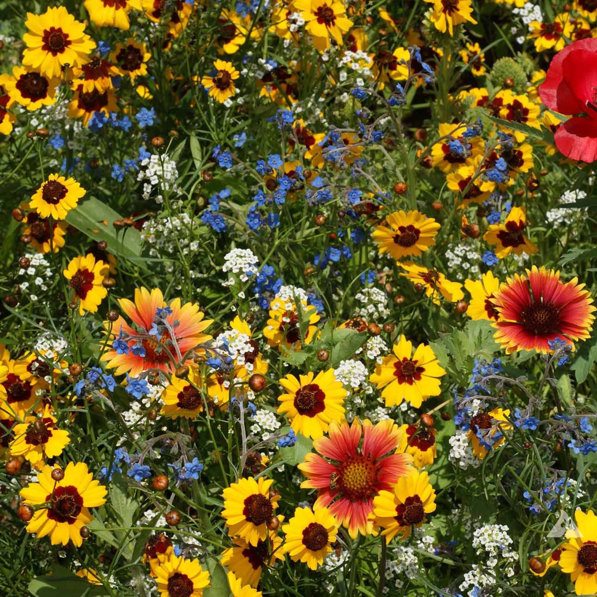 Wildflower, Bee Feed Mixture