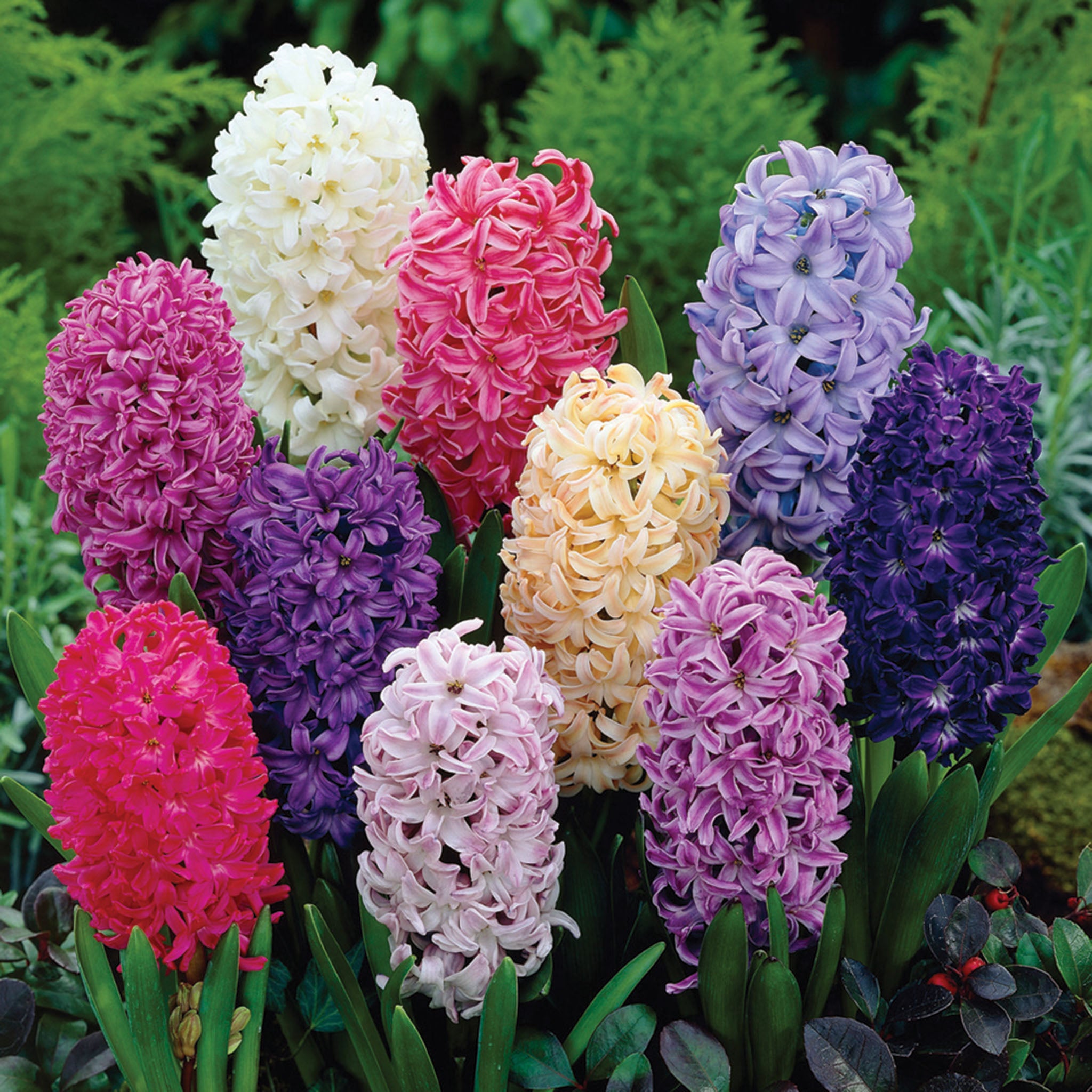 Hyacinth, Mix, 10 Pack