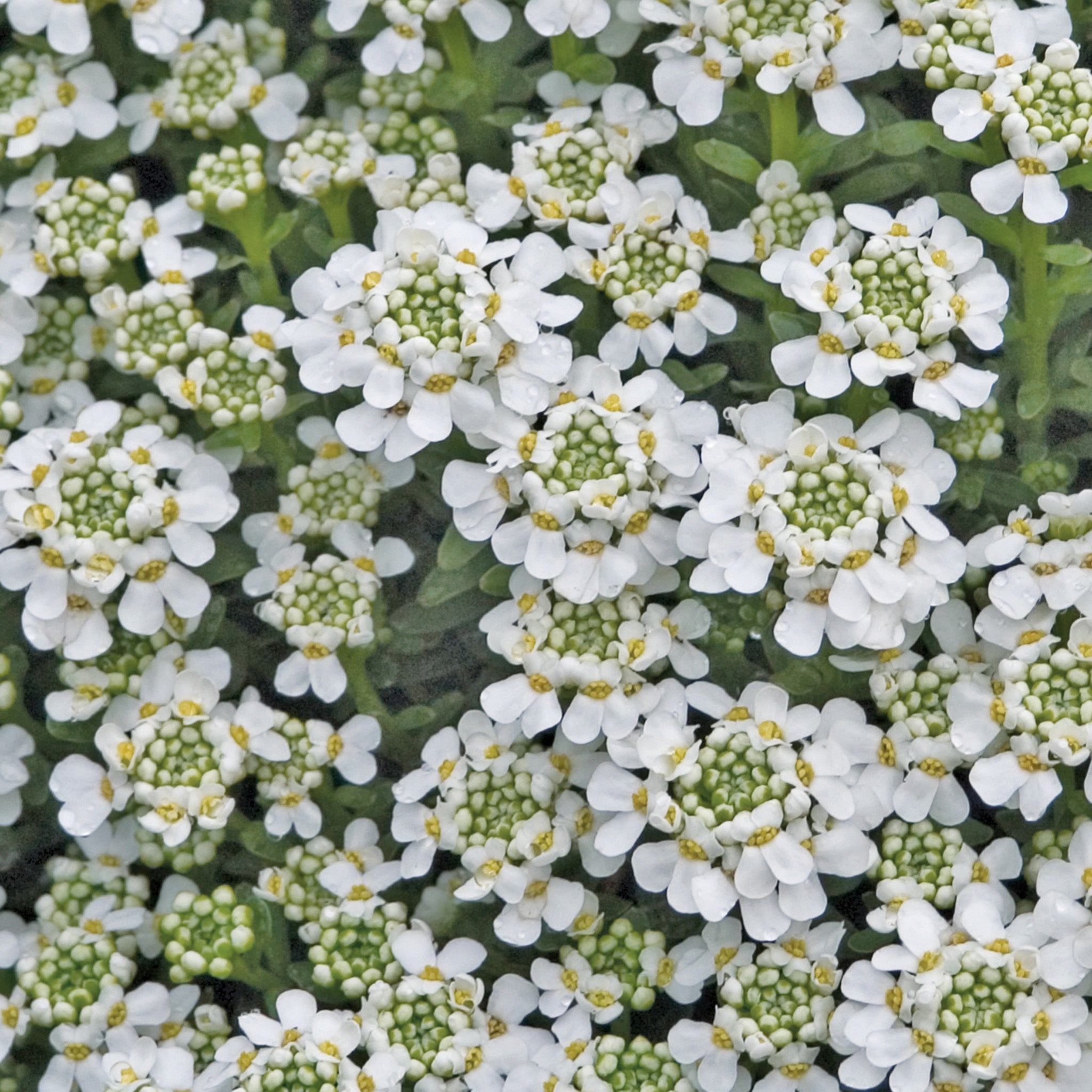 Iberis, Snowflake