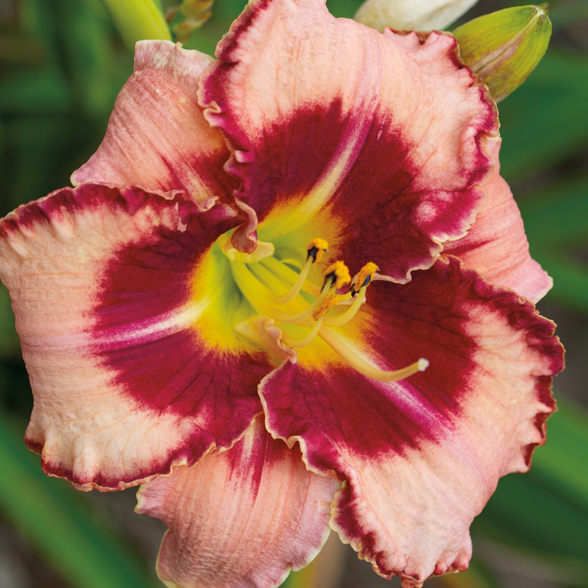 Daylily, Lies and Lipstick