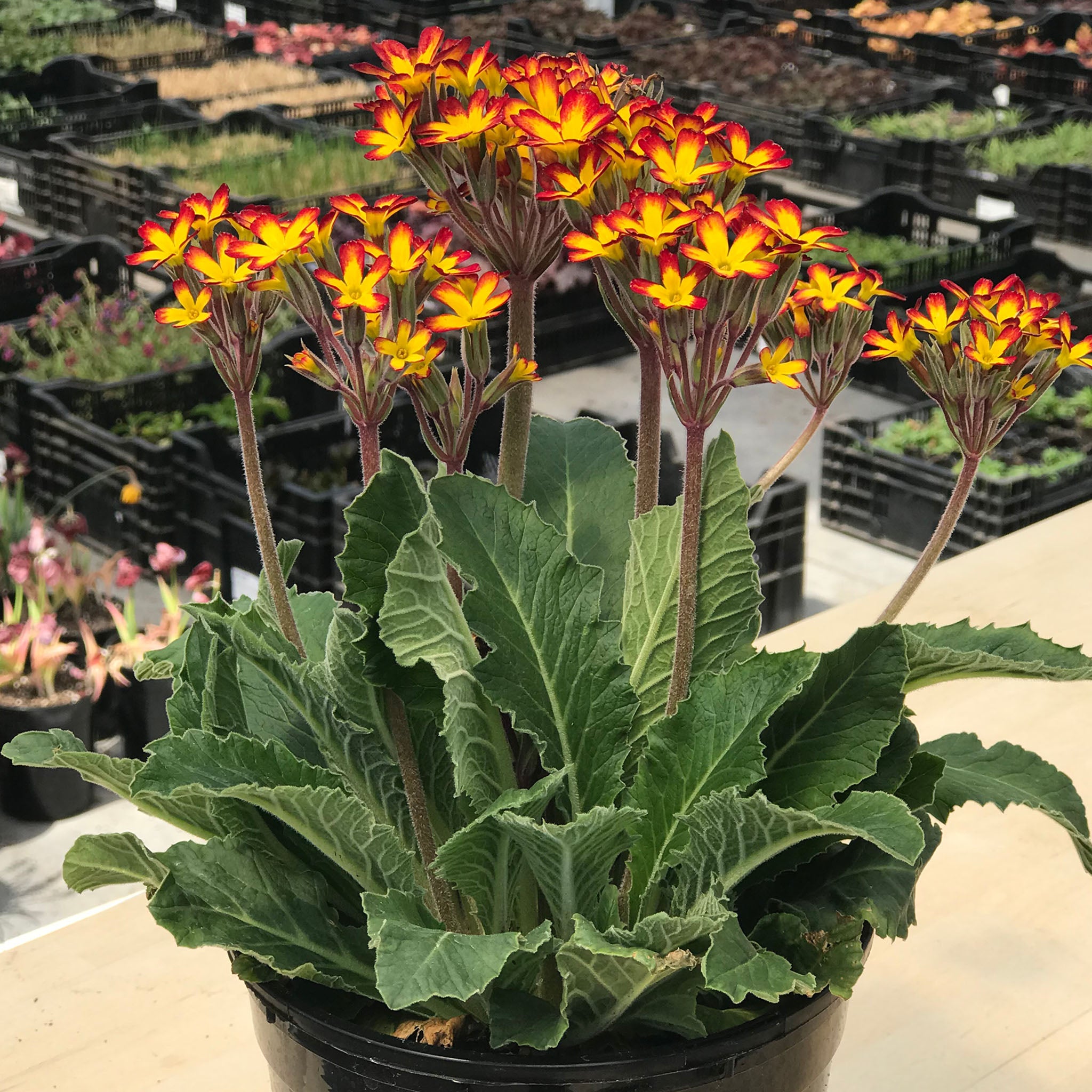 Primrose, Oakleaf Yellow Picotee