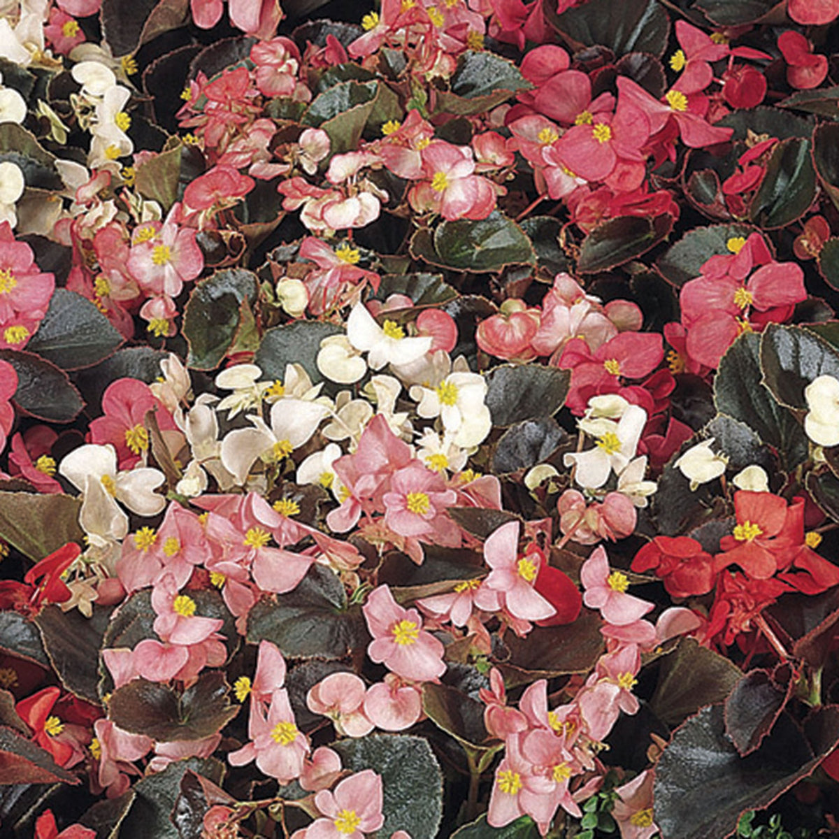 Begonia, Cocktail® Mix Hybrid