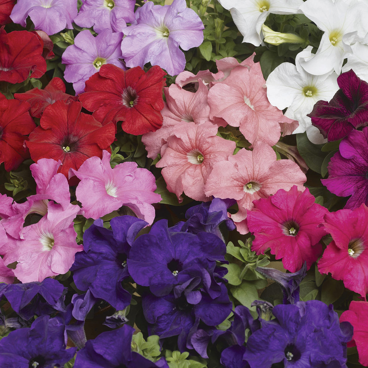 Petunia, TriTunia™ ProFormula Mix Hybrid