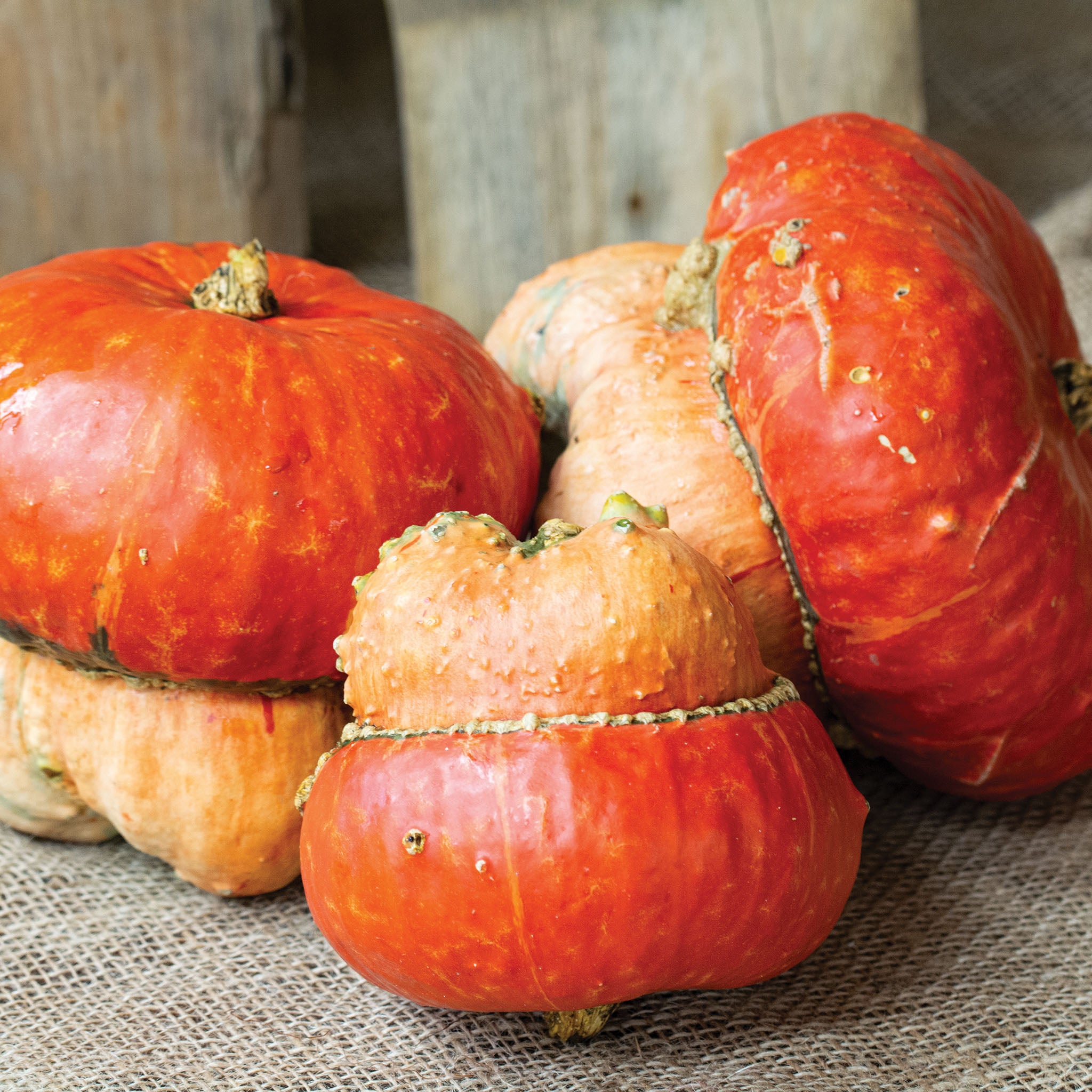 Gourd, Turk's Turban