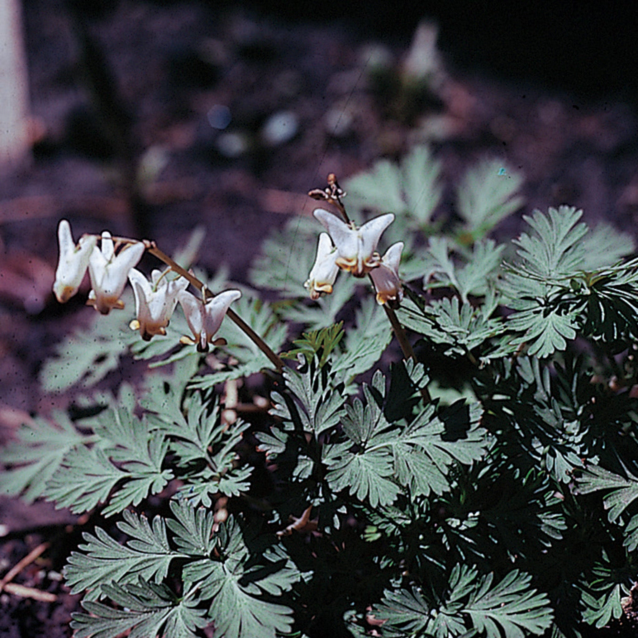 Wildflower, Dutchmans Breeches