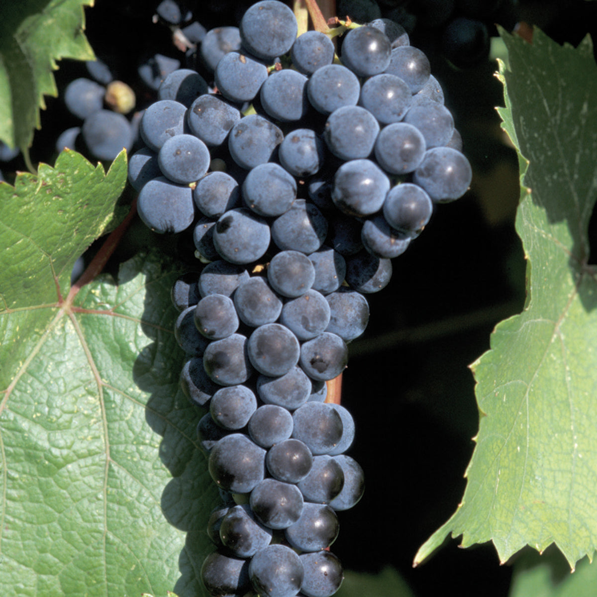 Grape, Marquette