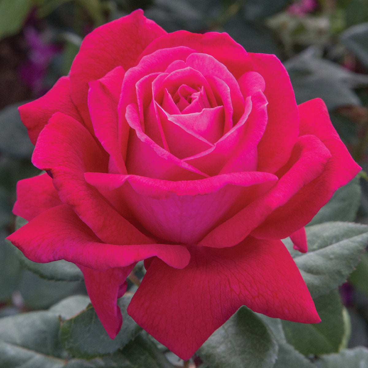 Rose, Grandiflora, Sweet Spirit™