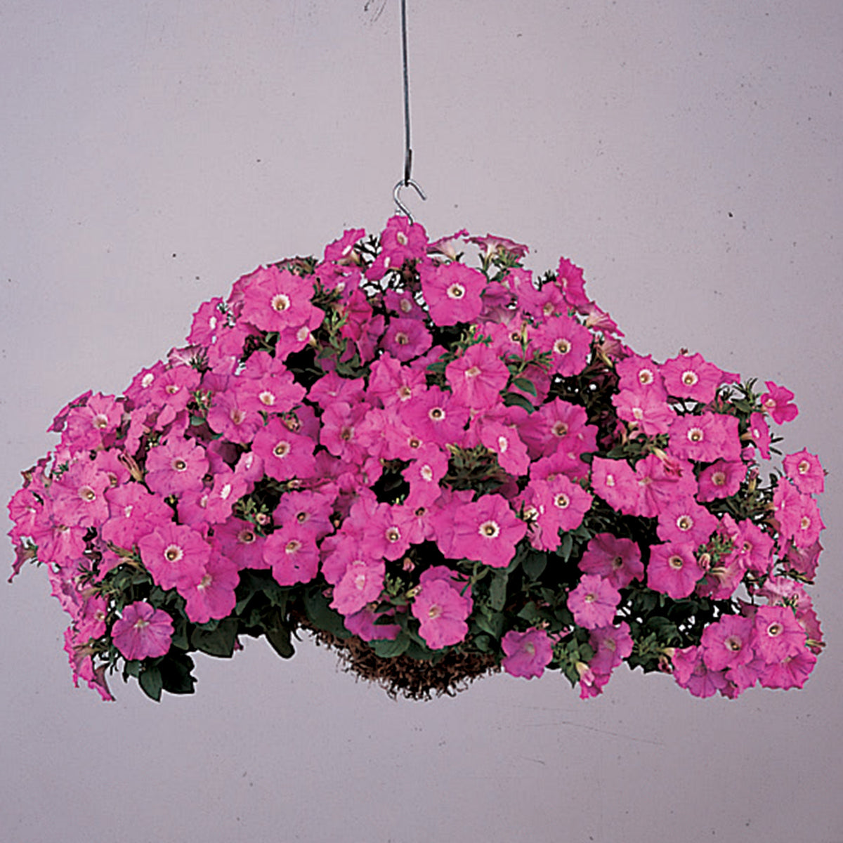 Petunia, Wave® Pink Hybrid