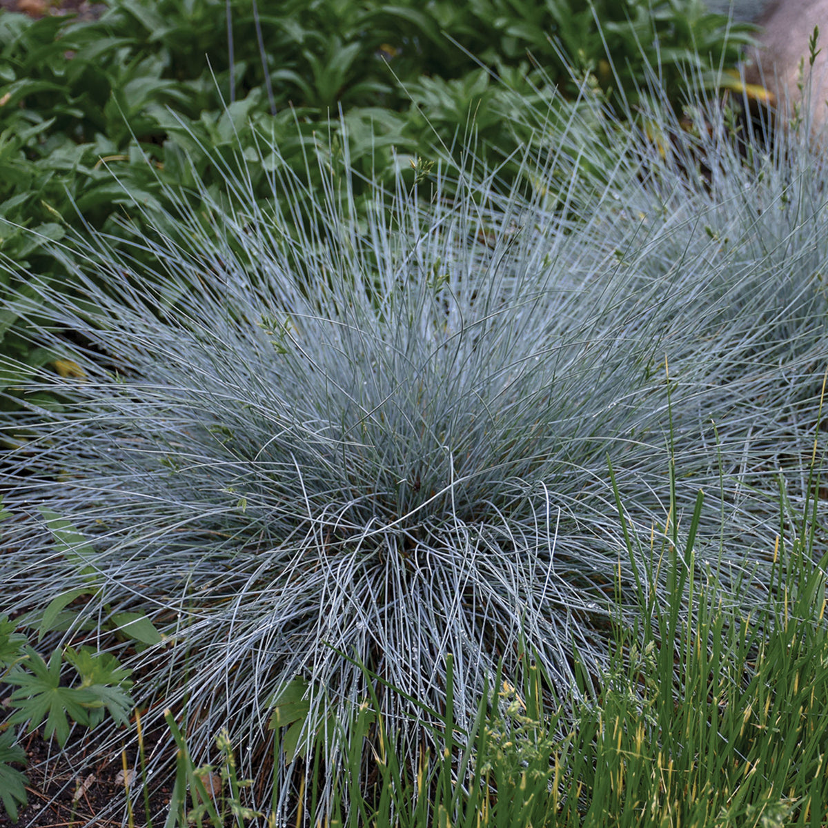 Grass, Blue Whiskers Fescue