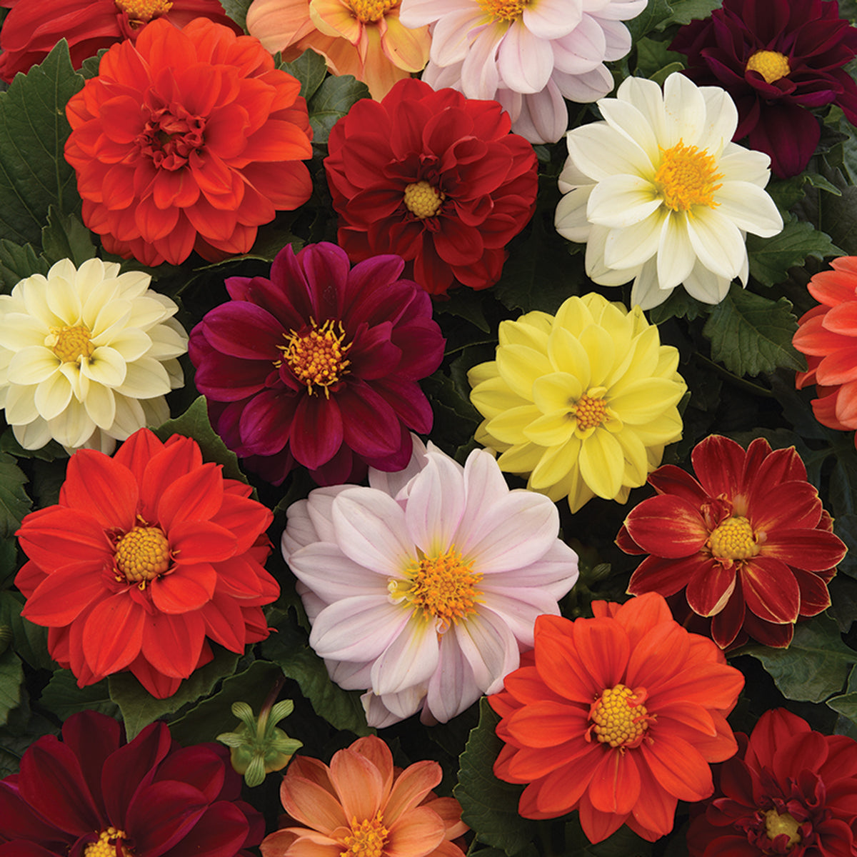 Dahlia, Figaro™ Mix