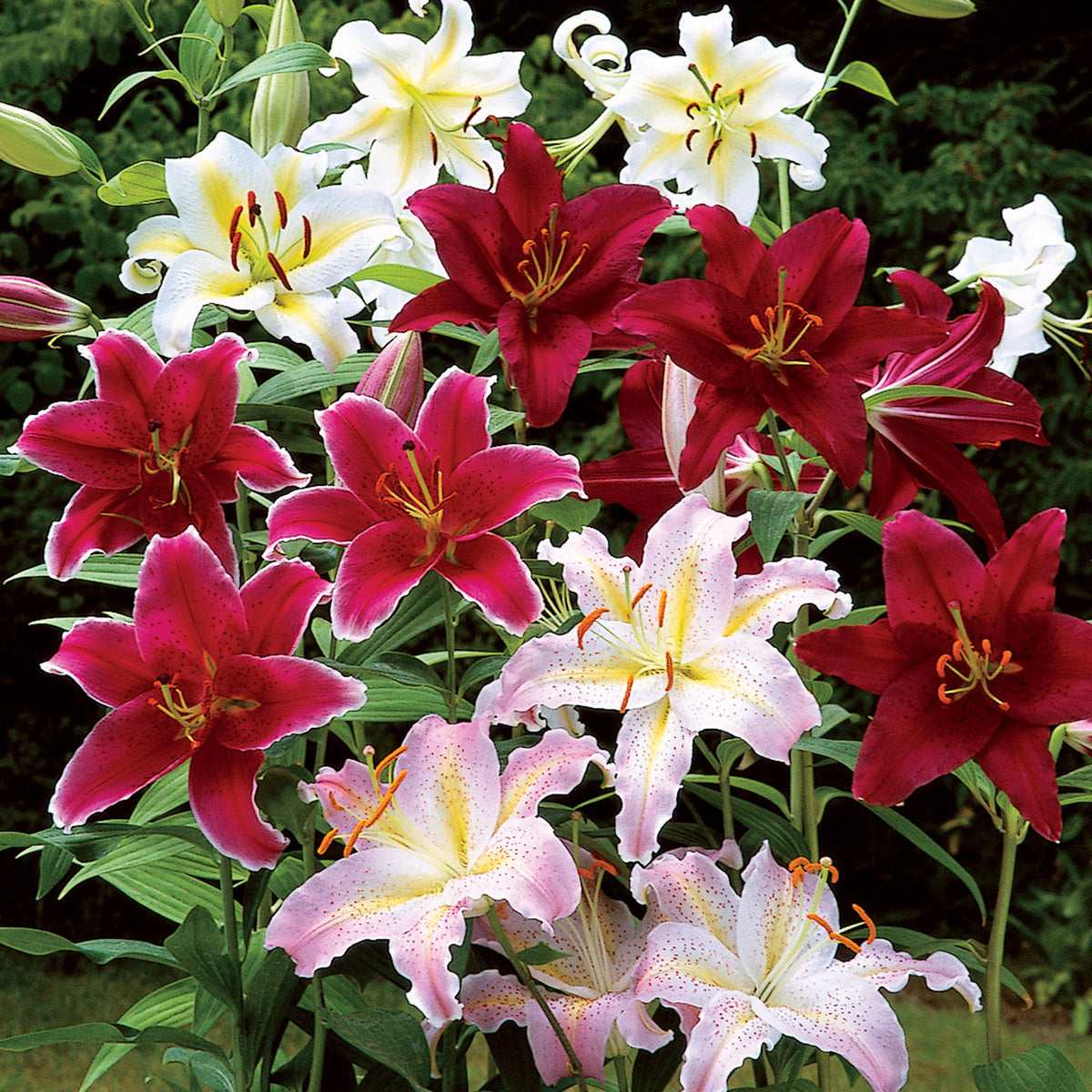 Lily, Oriental, Hybrid Mix, Pack of 6