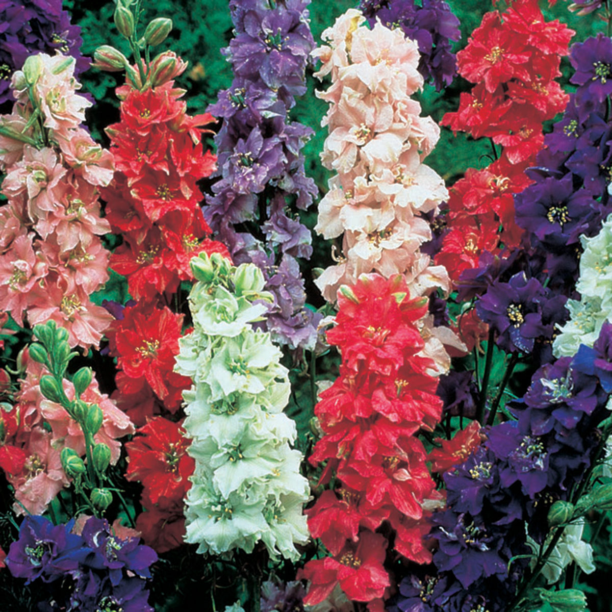 Larkspur, Giant Imperial Mix