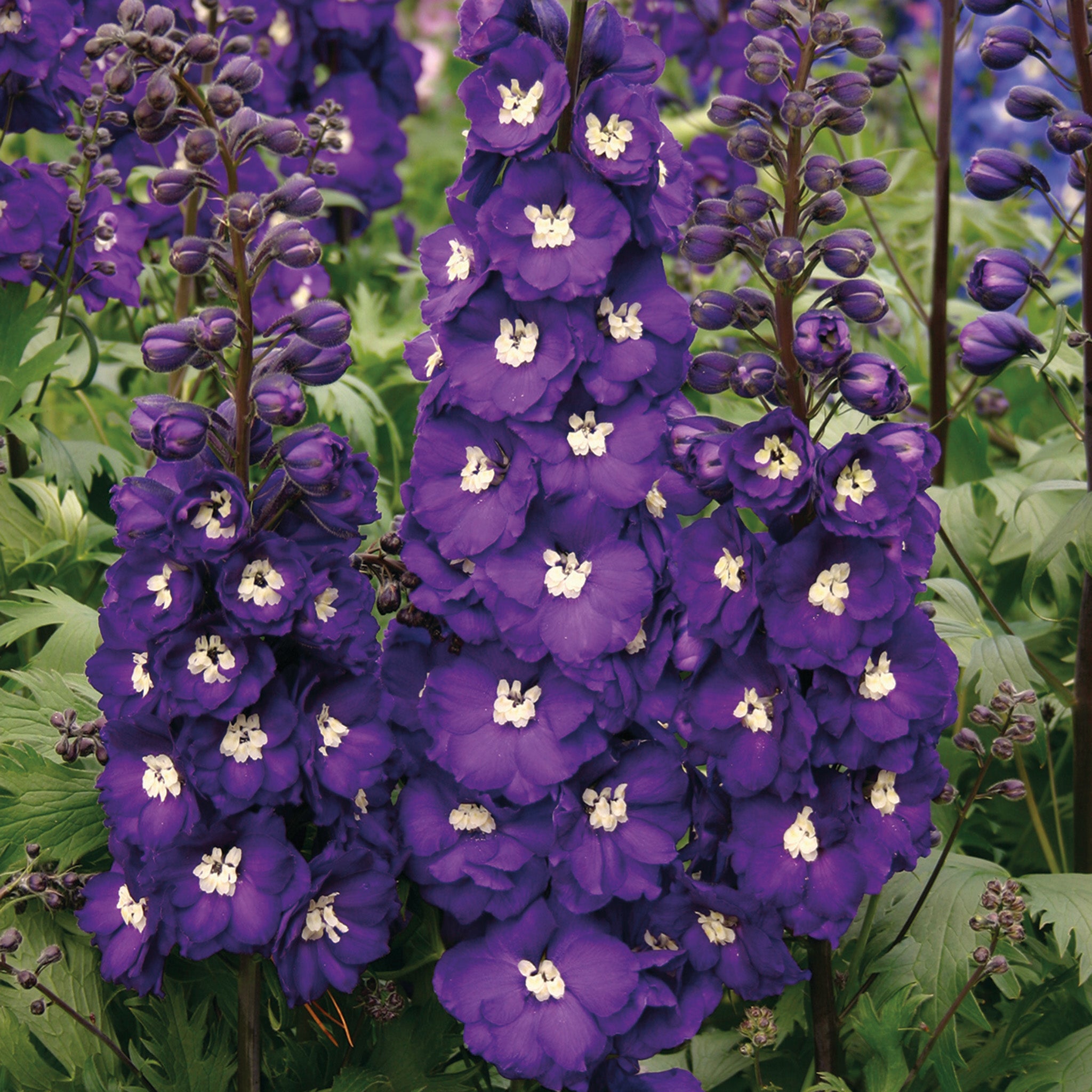 Delphinium, Purple Passion