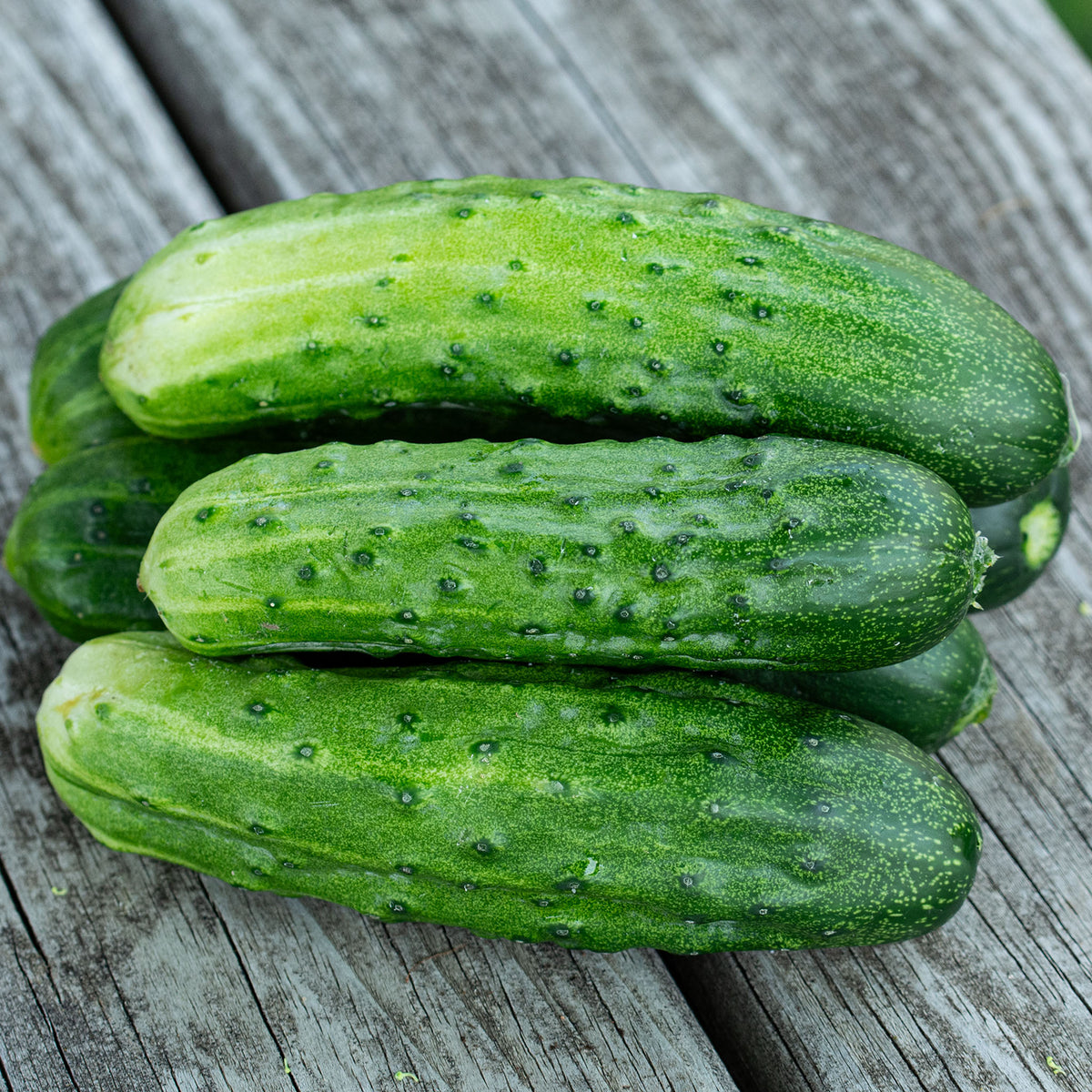 Cucumber, Spacemaster 80
