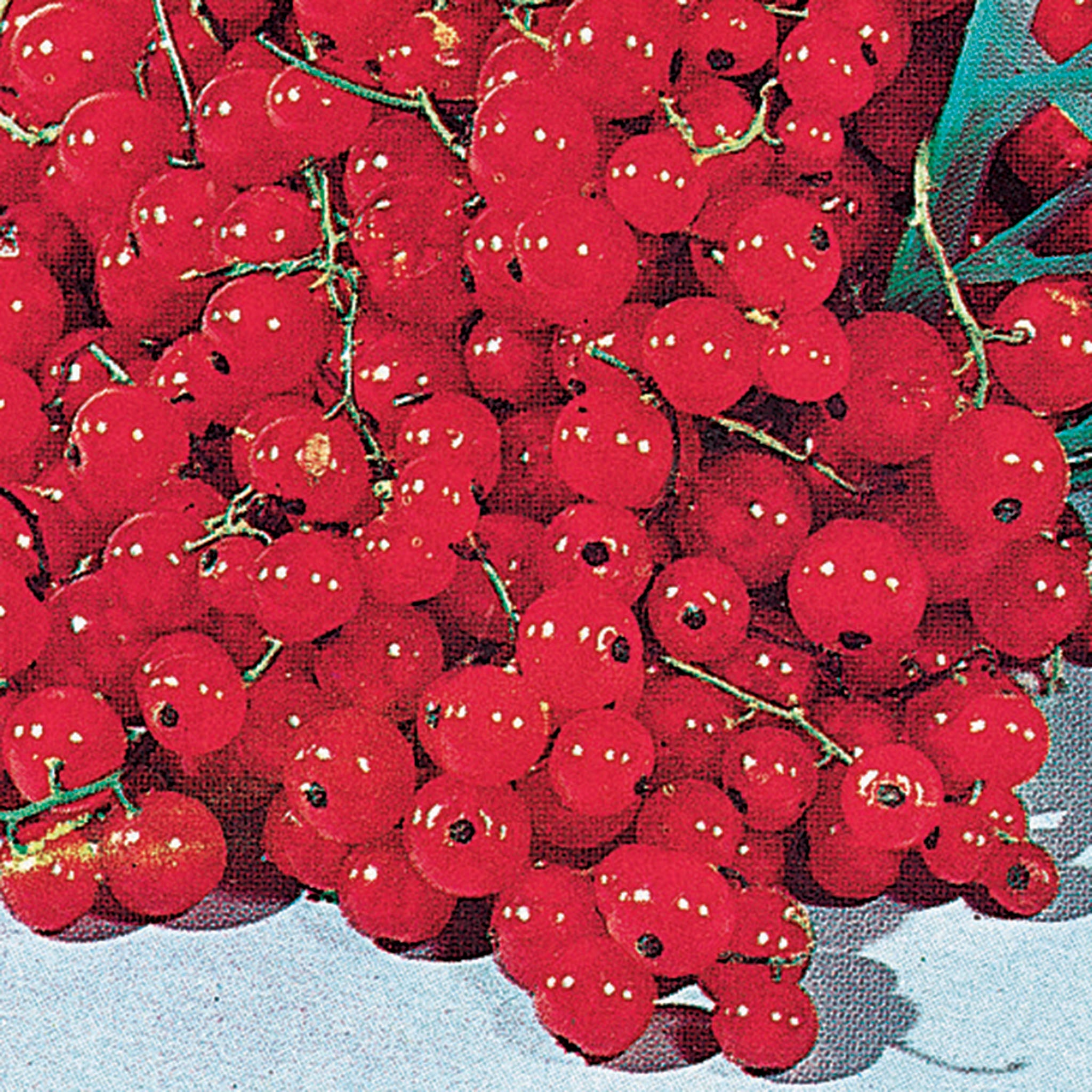 Currant, Red Lake