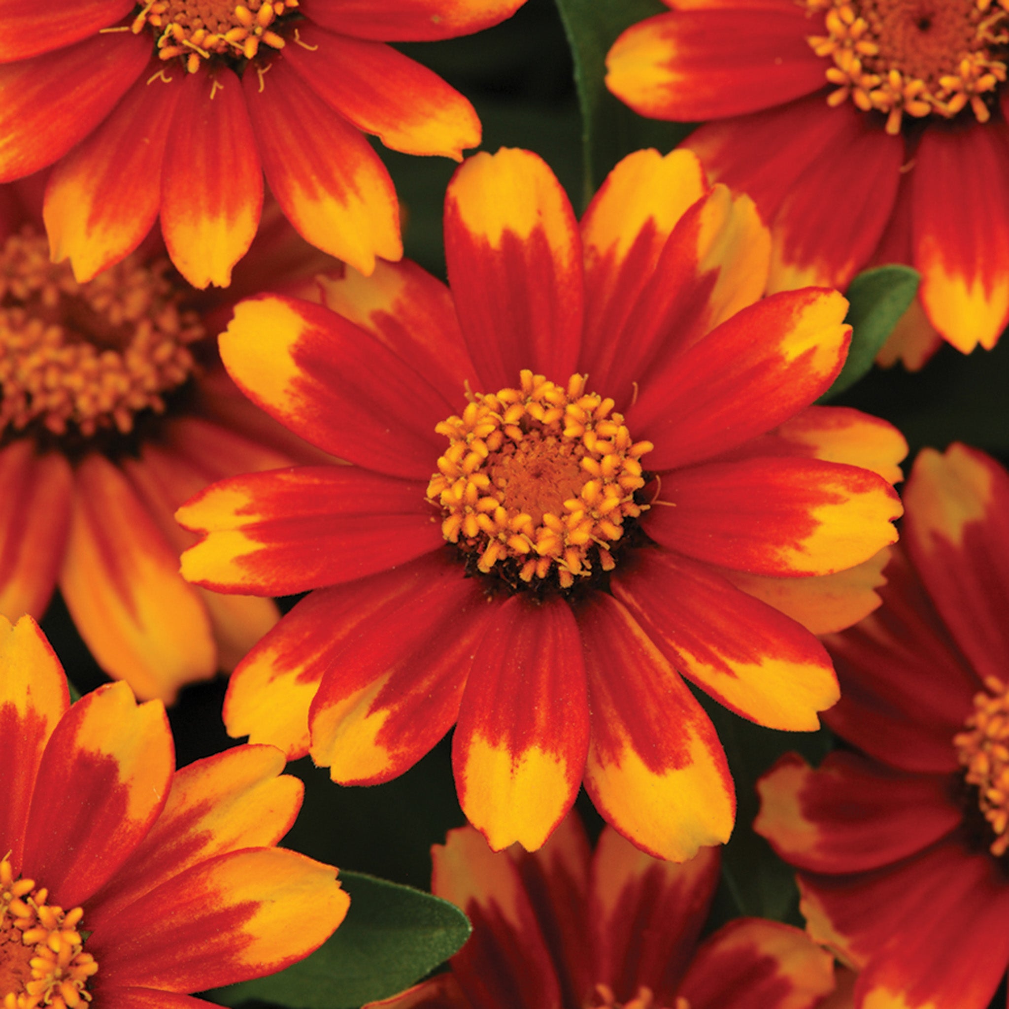 Zinnia, Zahara® Sunburst