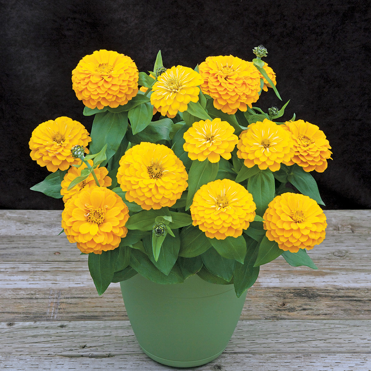 Zinnia, Preciosa™ Yellow Hybrid