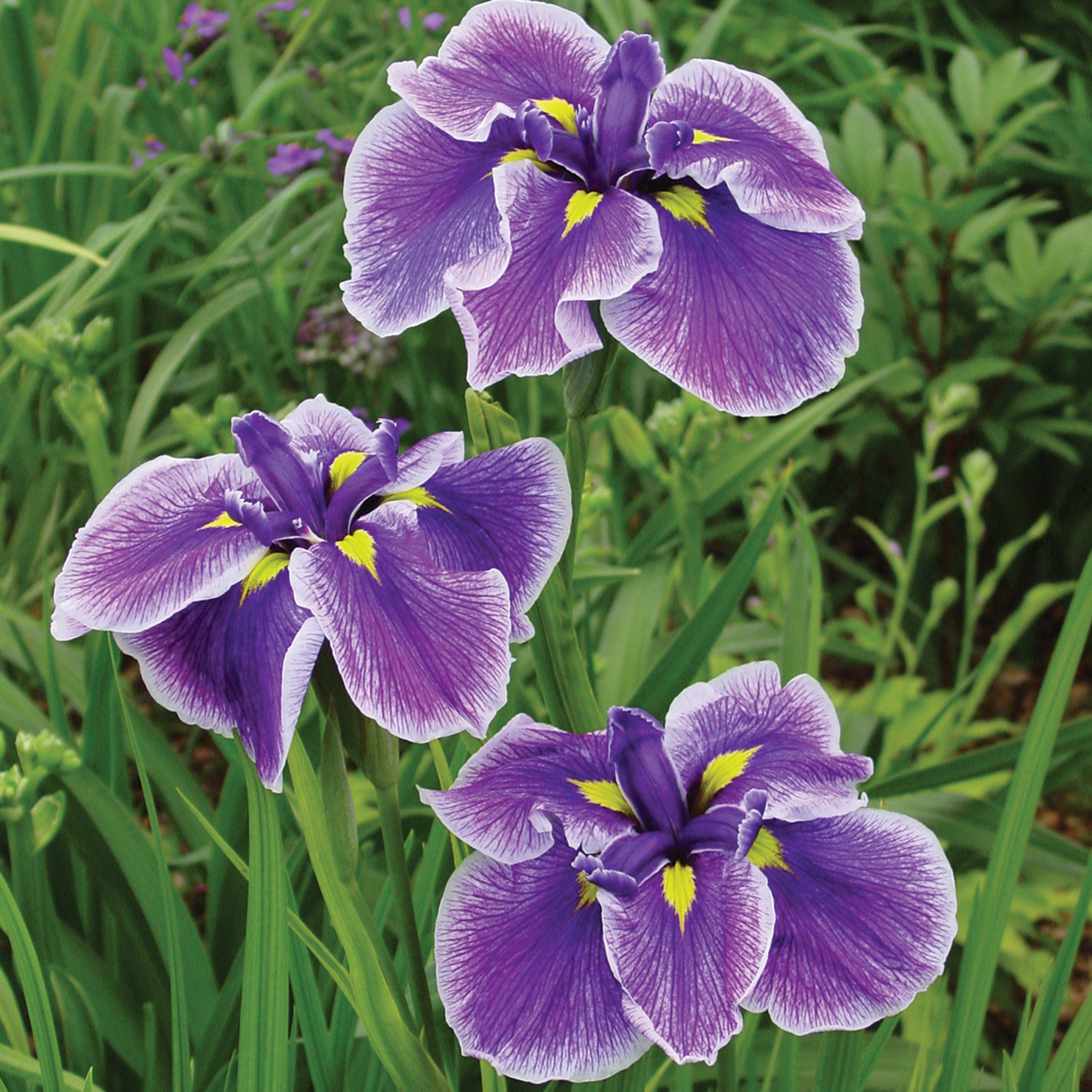 Japanese Iris Mix (ensata), 3 Pack