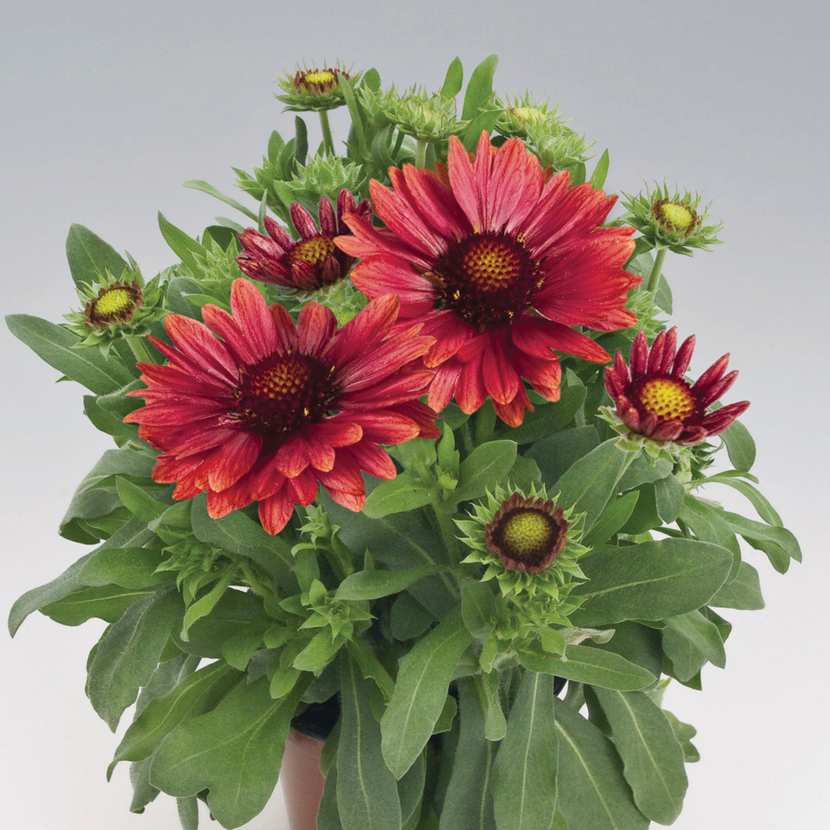 Gaillardia, Arizona Red Shades