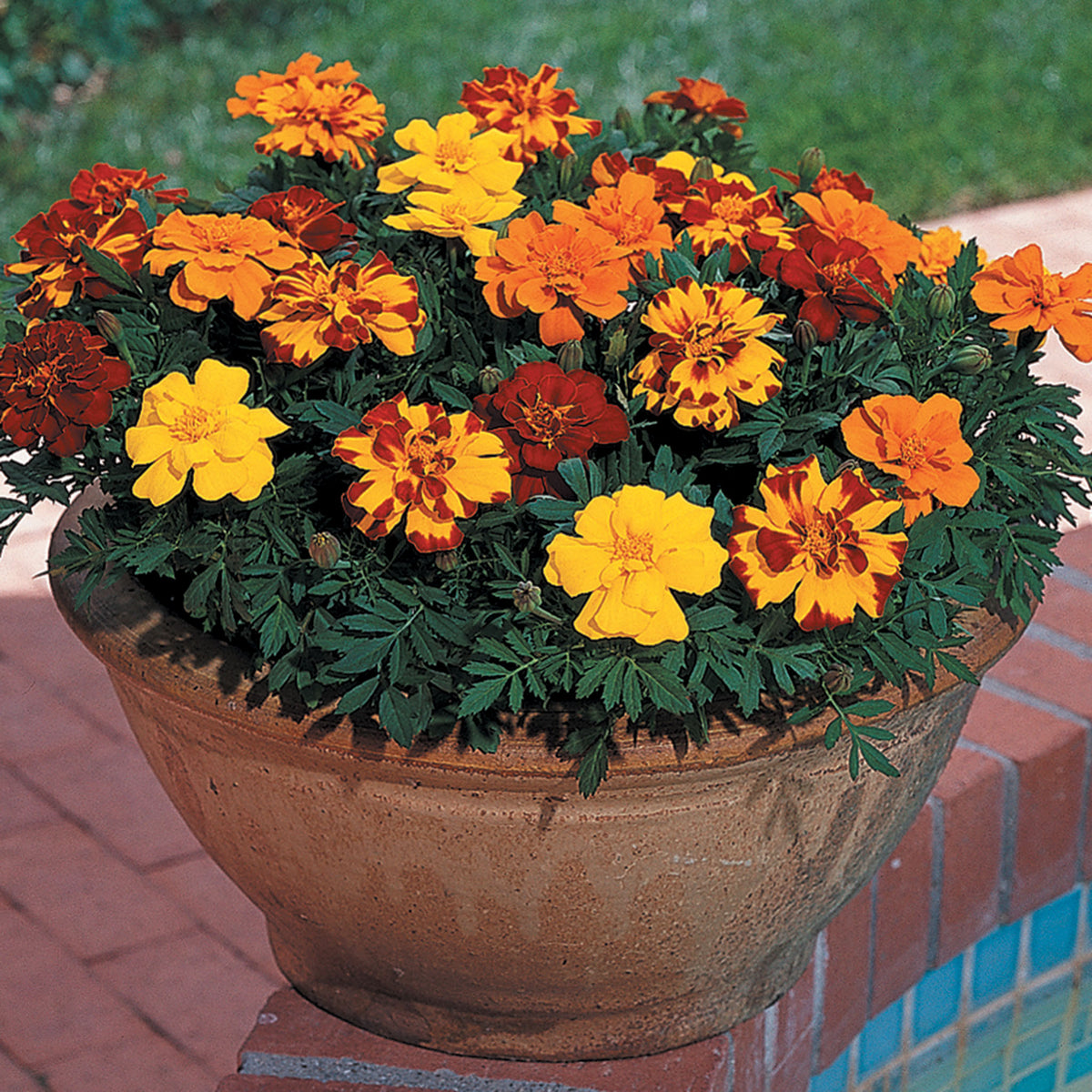 Marigold, Durango® Outback Mix