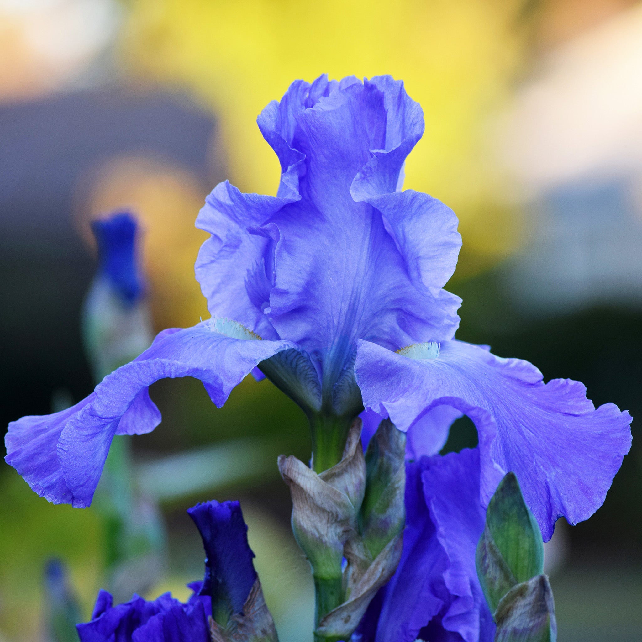 Iris, Reblooming Bearded, Sugar Blues