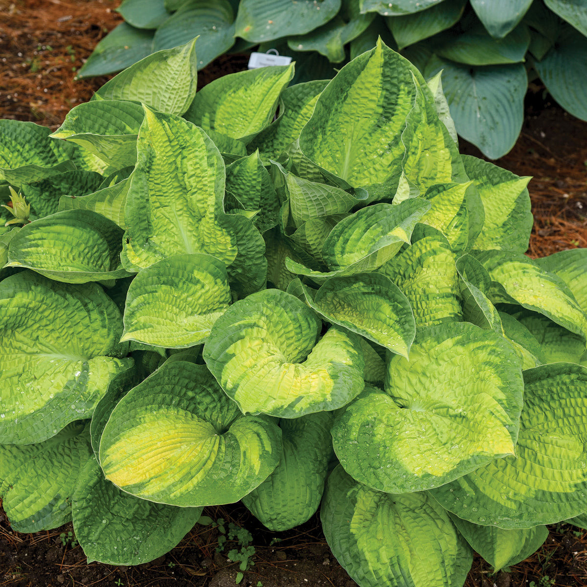 Hosta, Brother Stefan