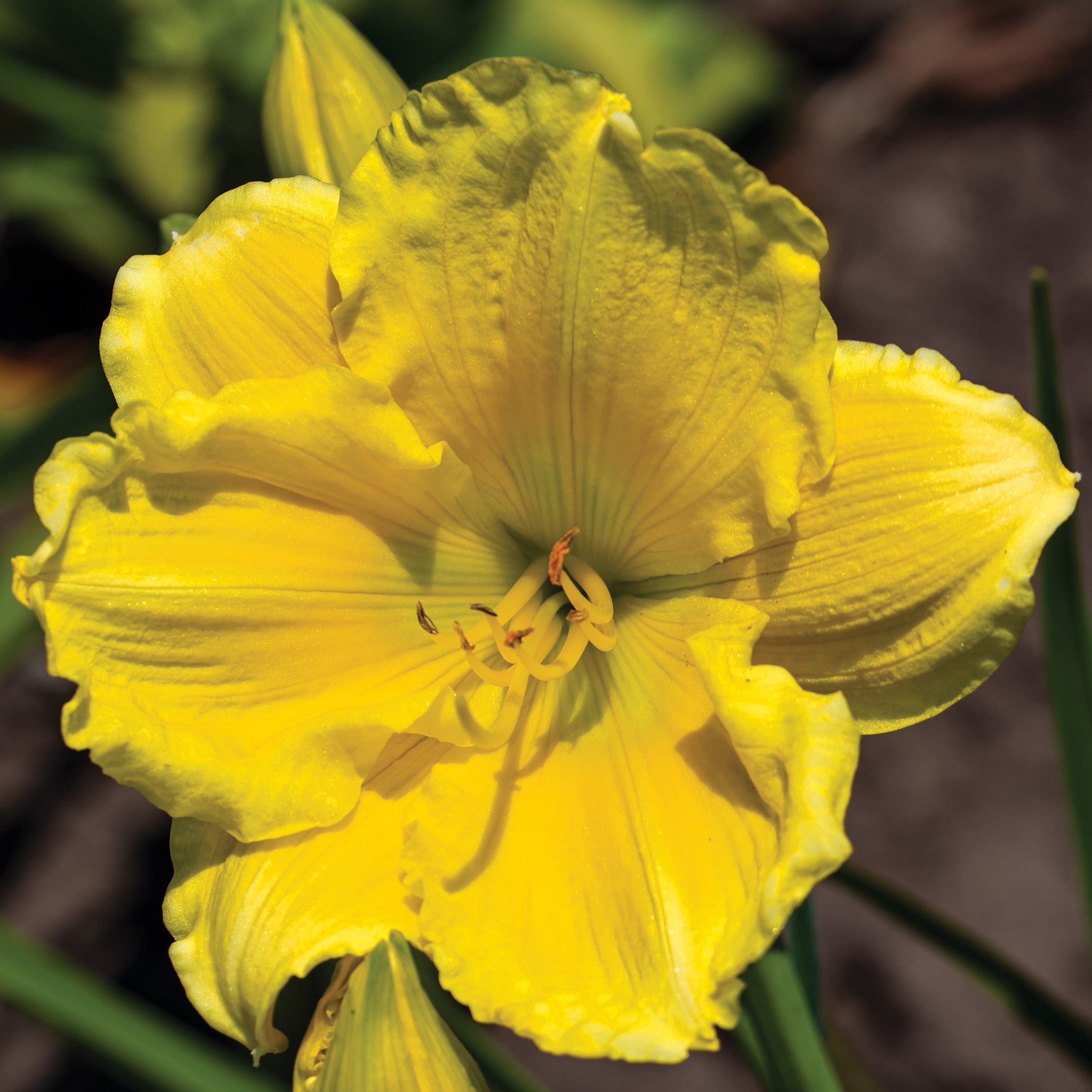 Daylily, Buttered Popcorn
