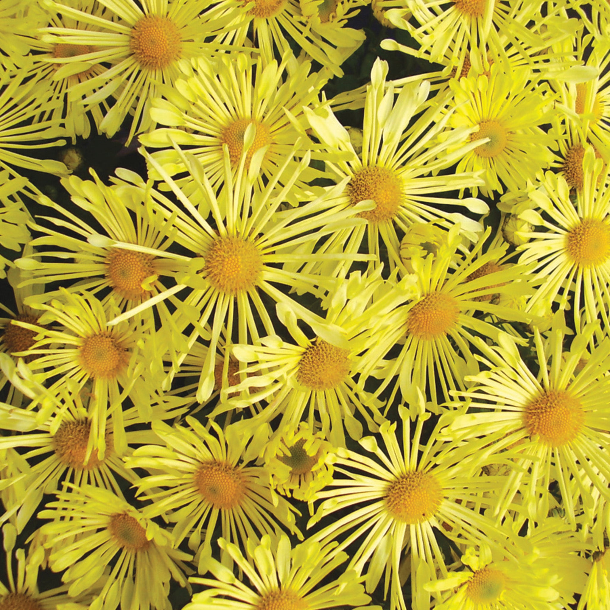 Chrysanthemum, Mammoth™ Yellow Quill