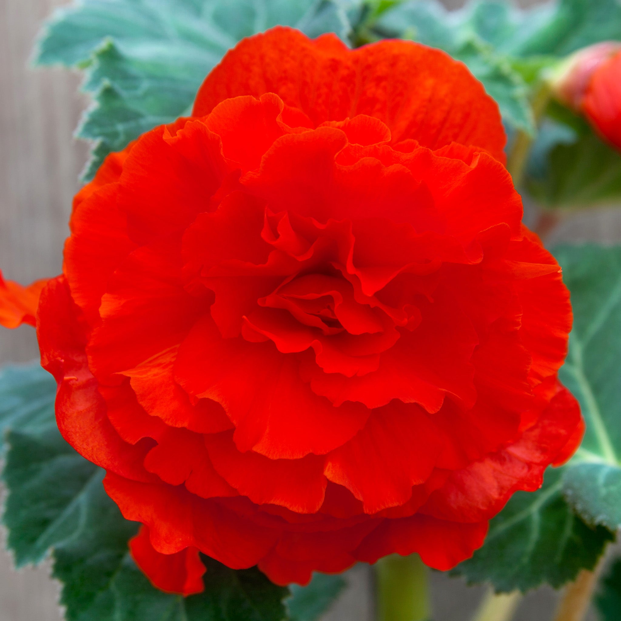 Begonia, Double Scarlet