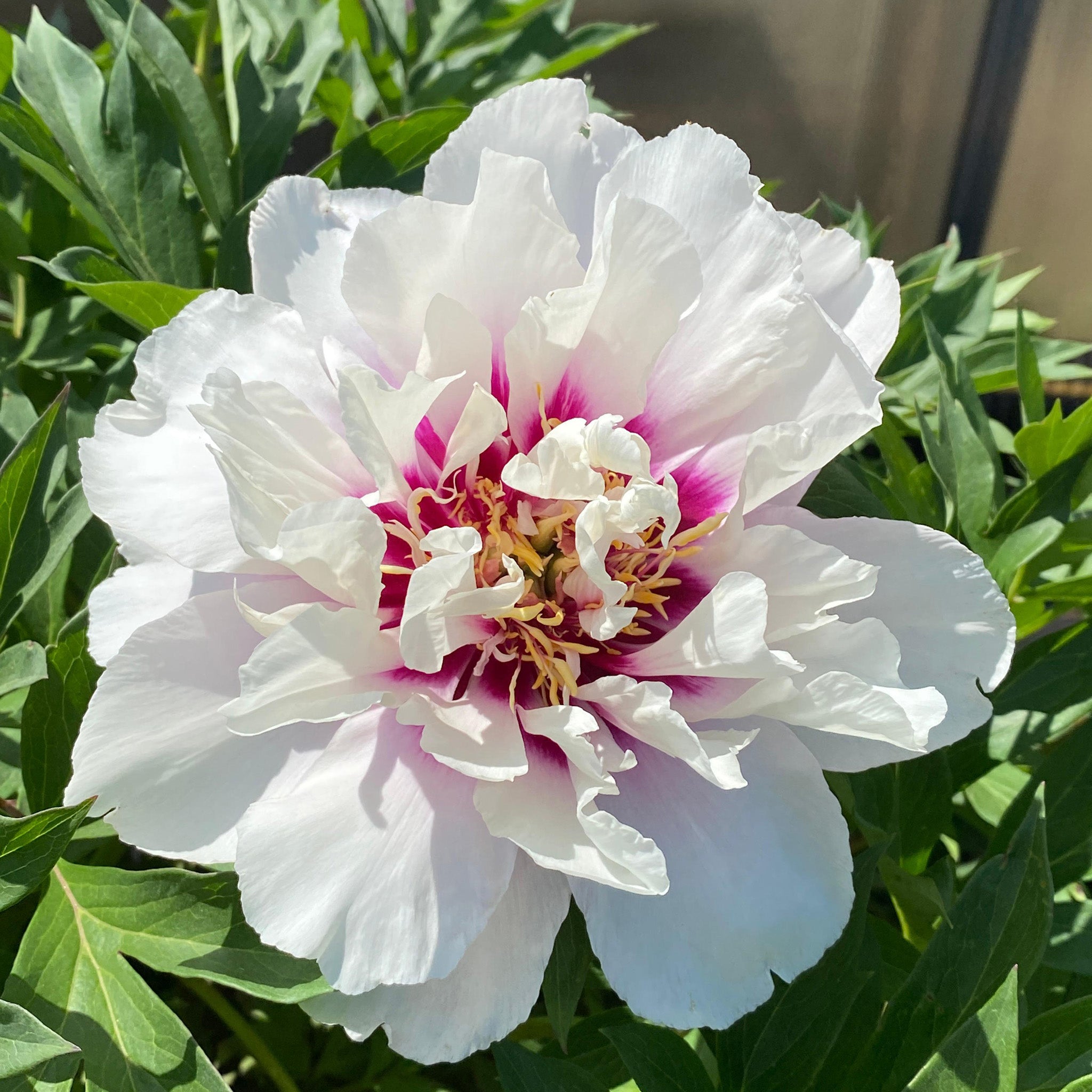 Peony, Cora Louise