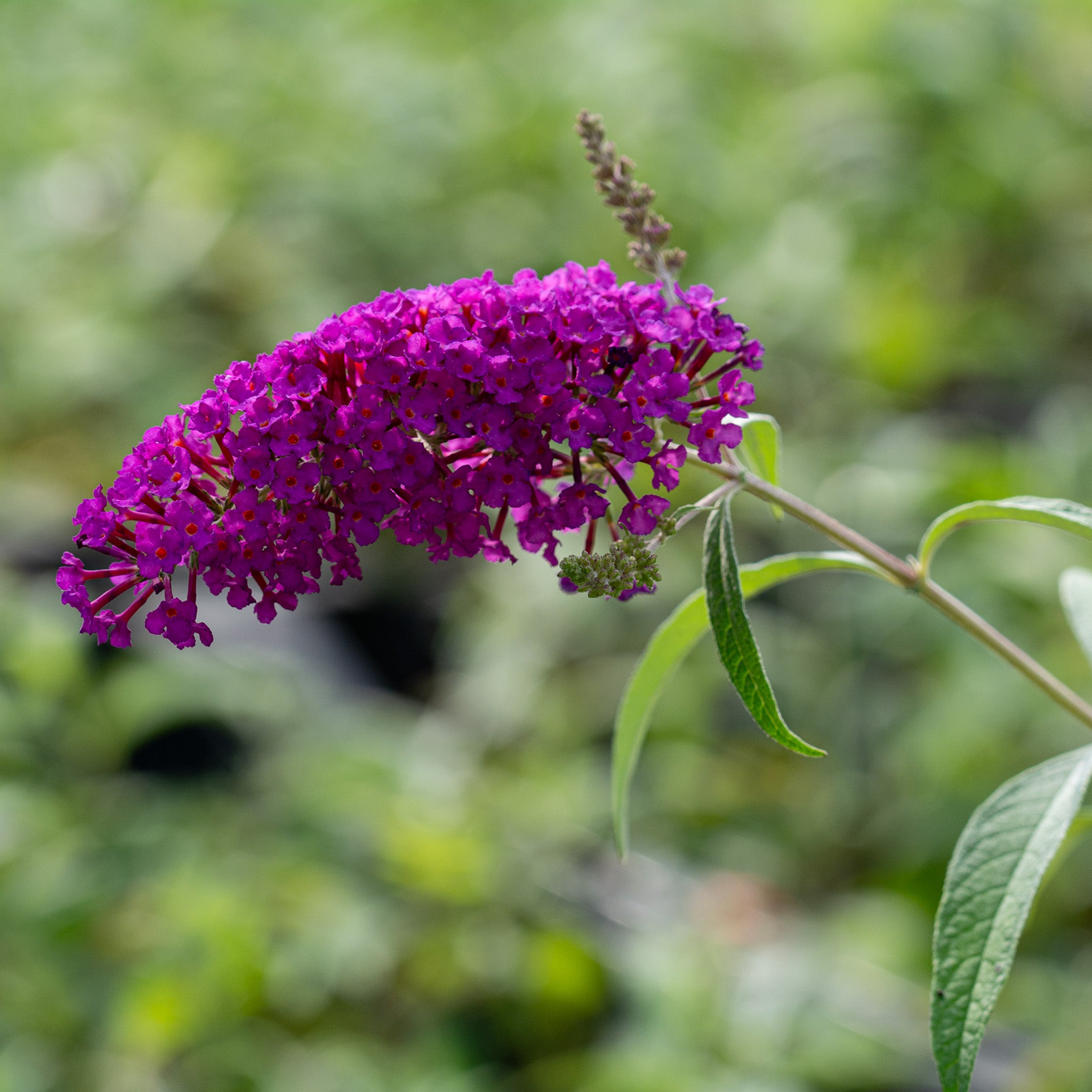 Butterfly Bush, Royal Red