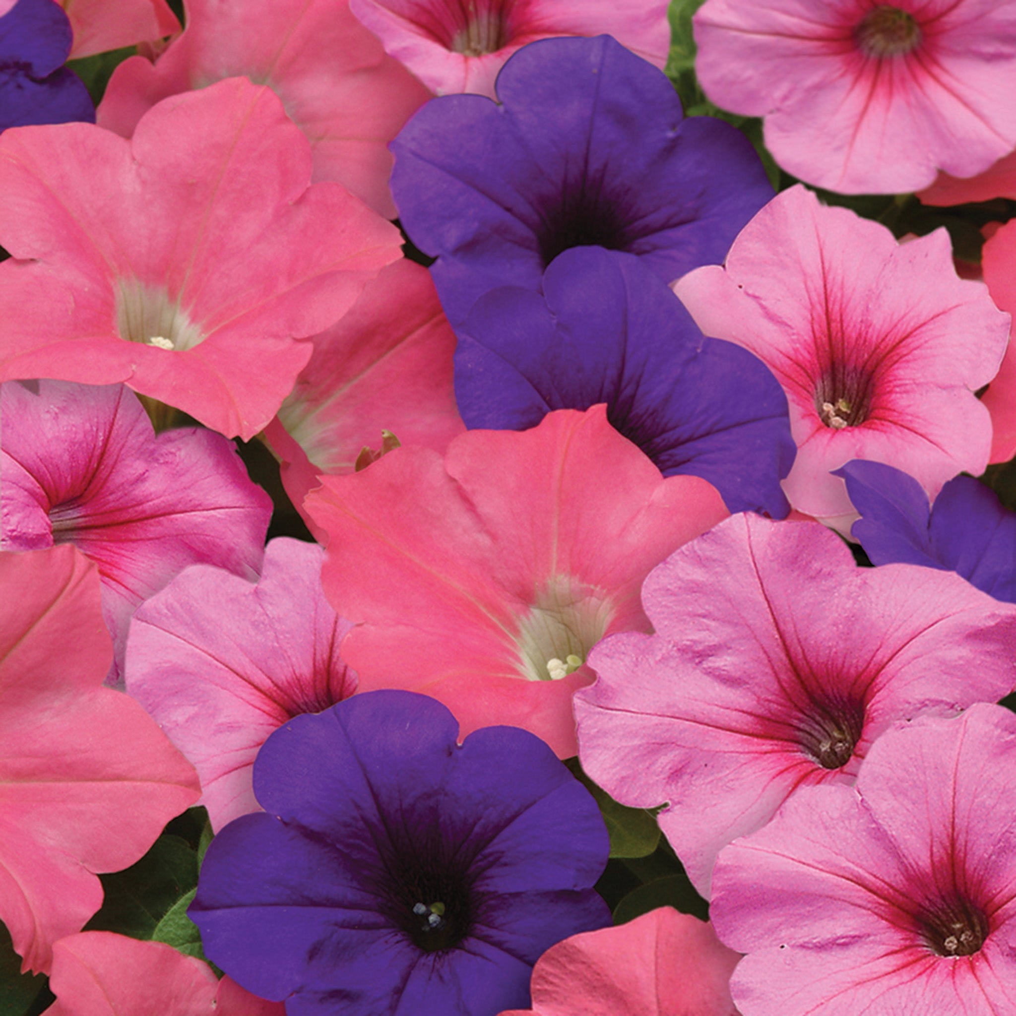 Petunia, Easy Wave® Beachcomber Mix Hybrid