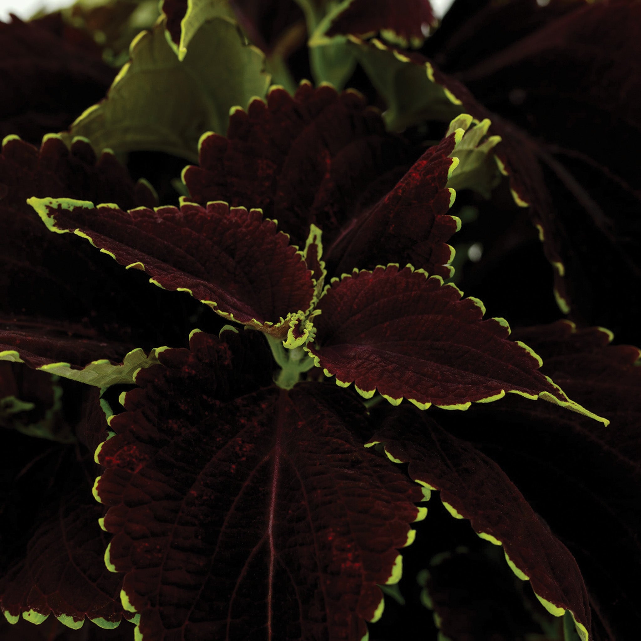 Coleus, Mezmerize™ Chocolate Lime Edge