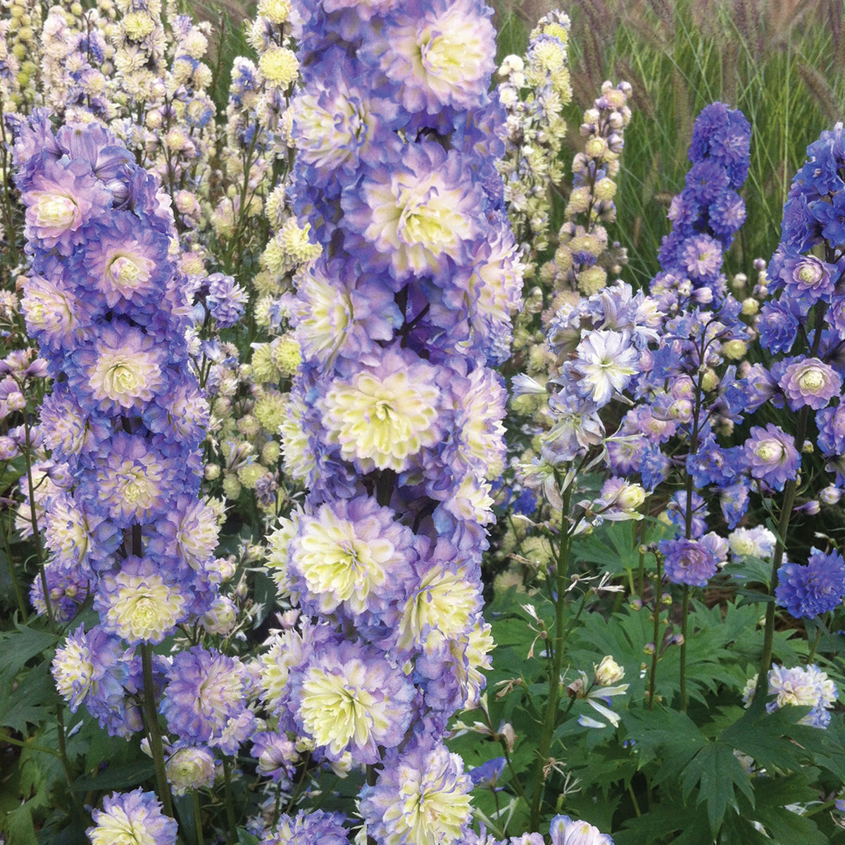 Delphinium, Highlander® Hybrid, Bolero