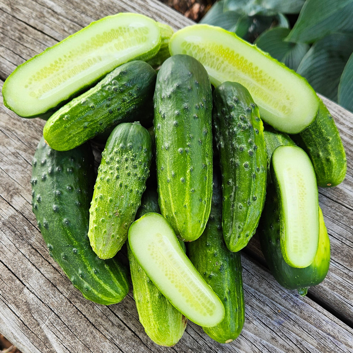 Cucumber, County Fair Improved Hybrid