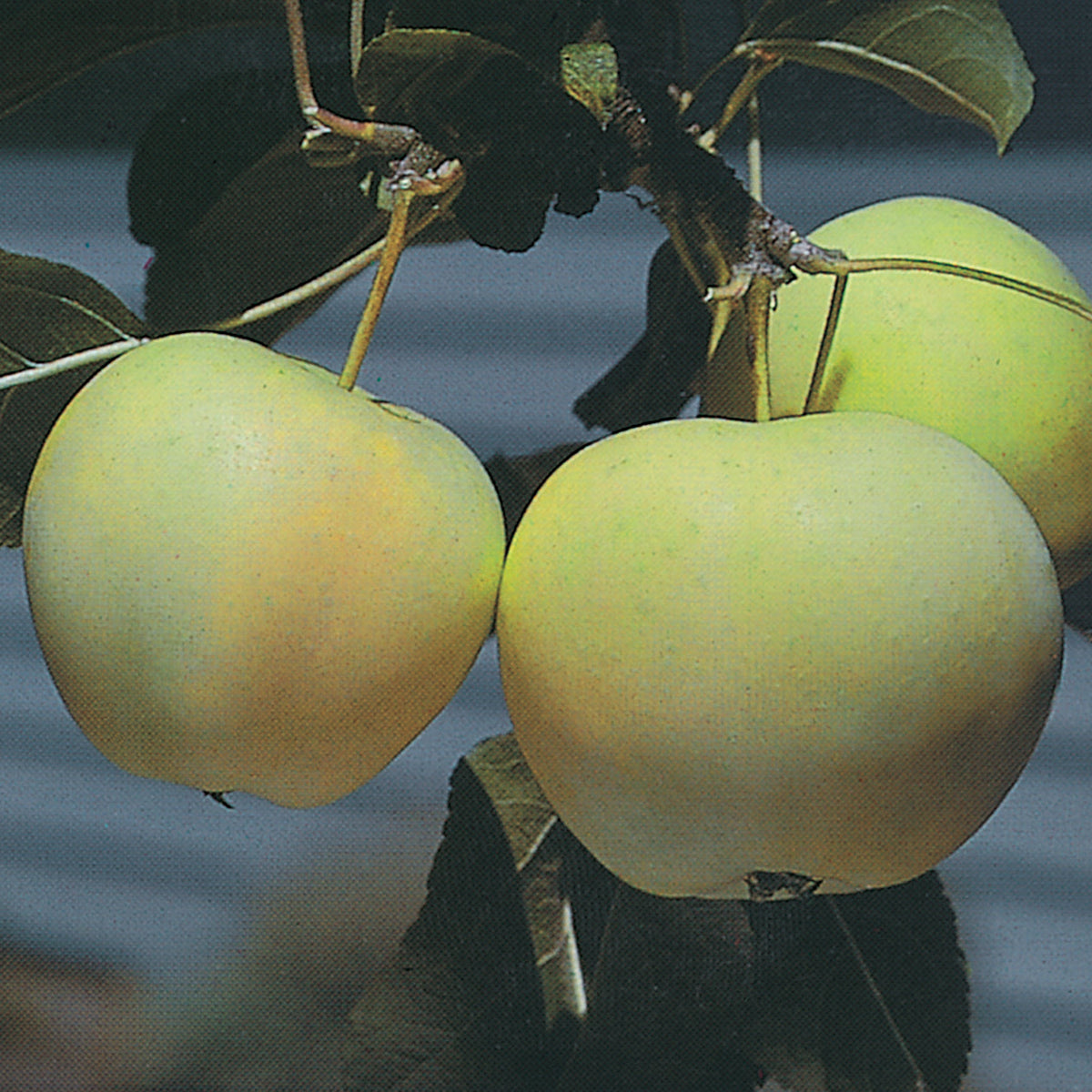 Apple, Semi-Dwarf, Yellow Transparent