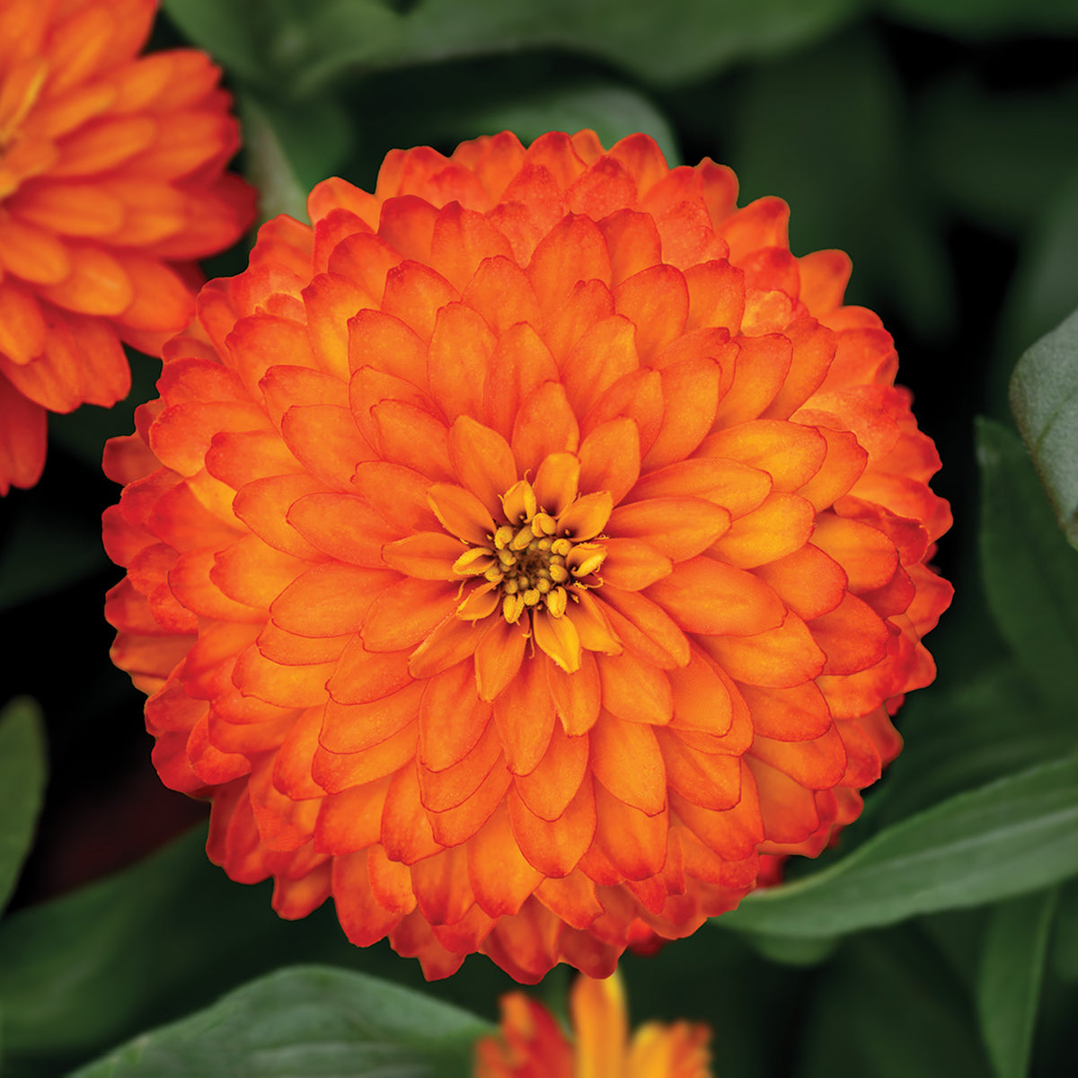 Zinnia, Zydeco™ Fire