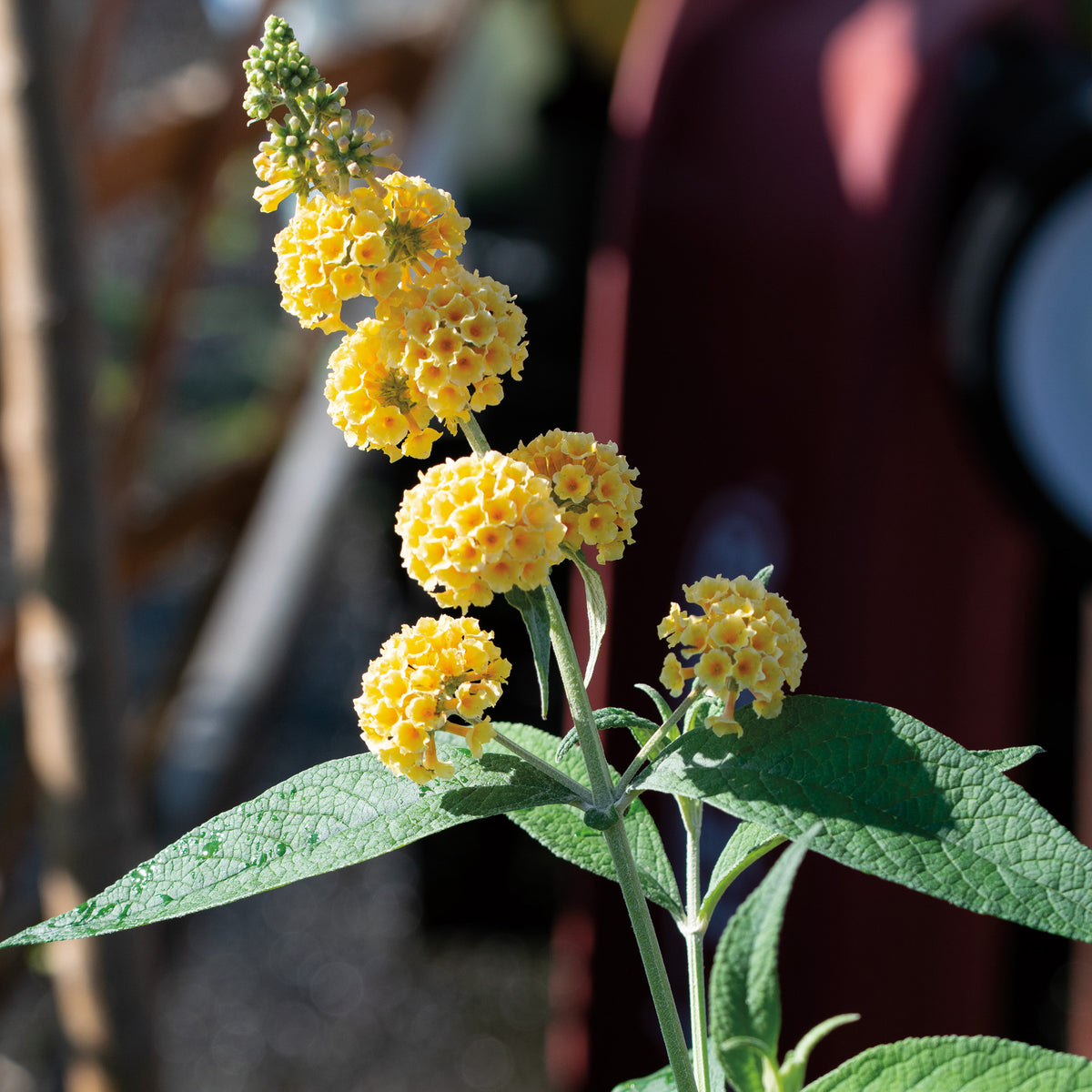 Butterfly Bush, Honeycomb