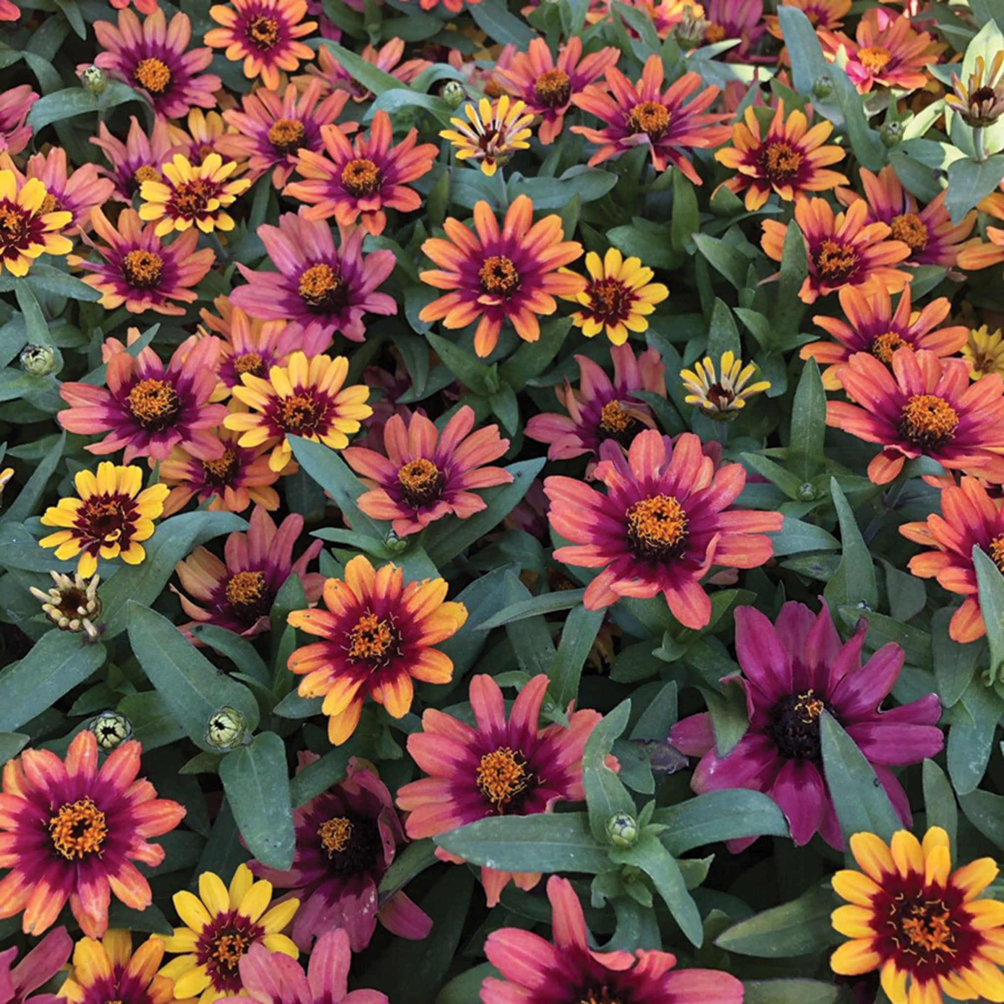 サノス　リーフ Zinnia, Profusion Red Yellow Bicolor Hybrid – Jung Seed Company