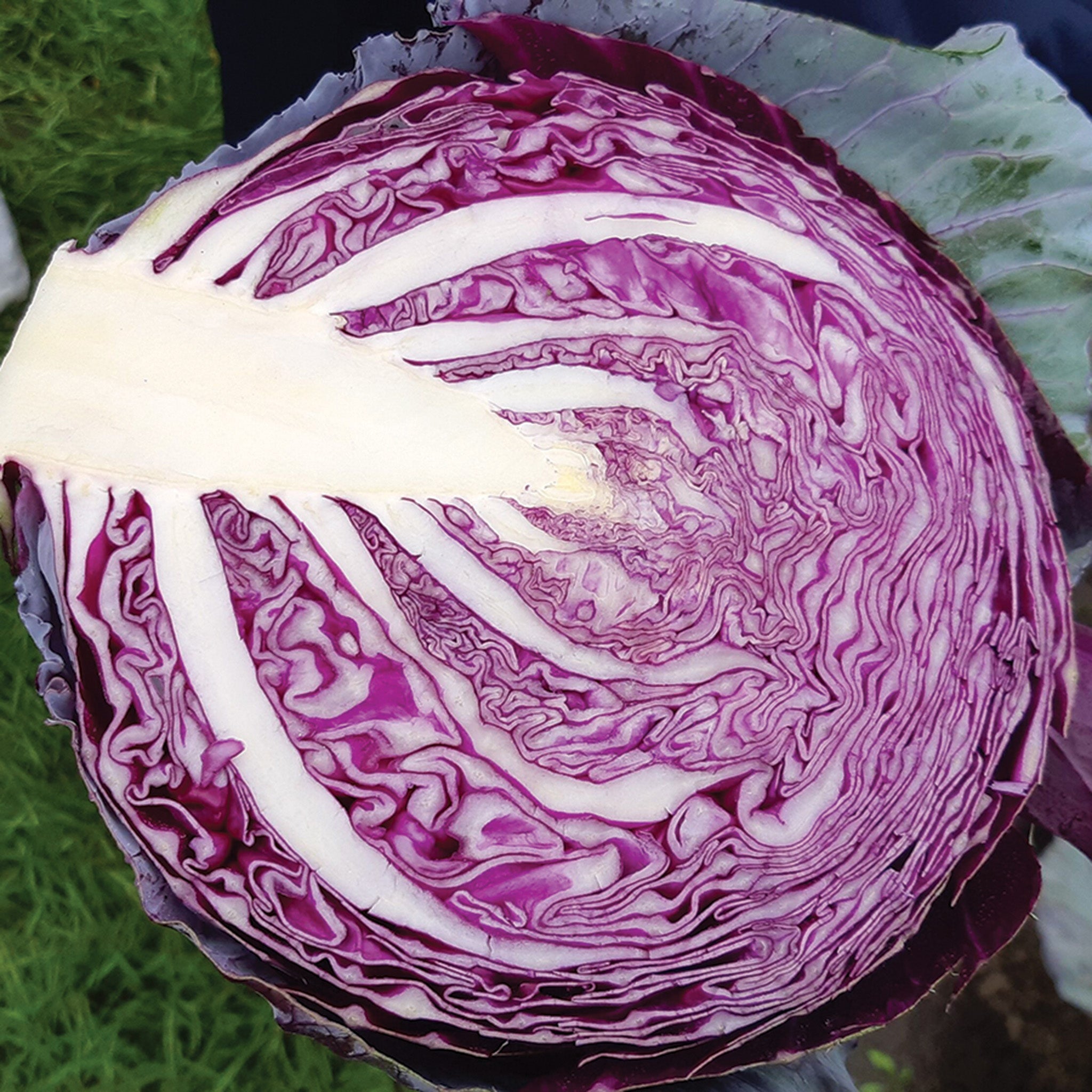 Cabbage, Riva Hybrid