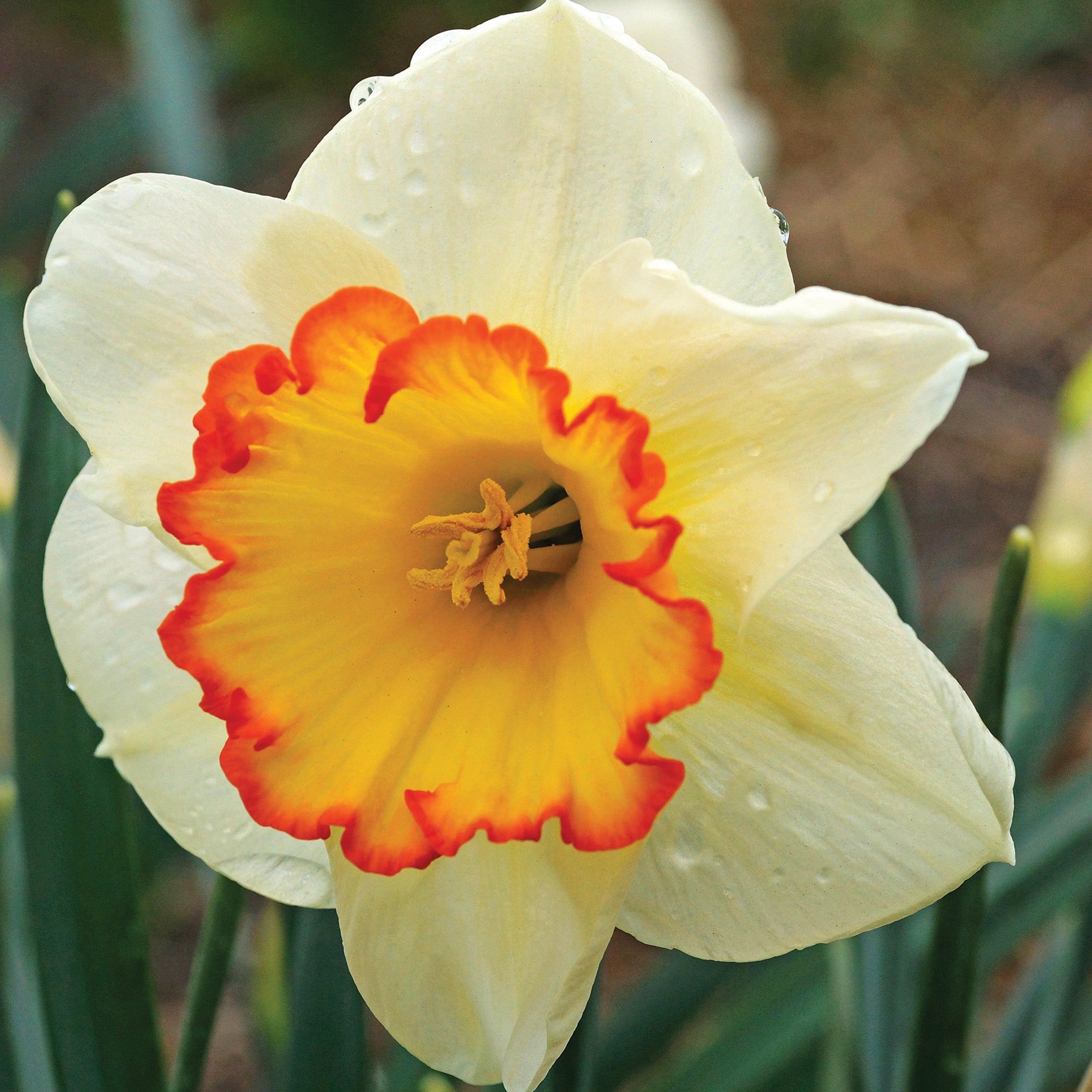 Daffodil, Hawaiian Skies, 10 Pack