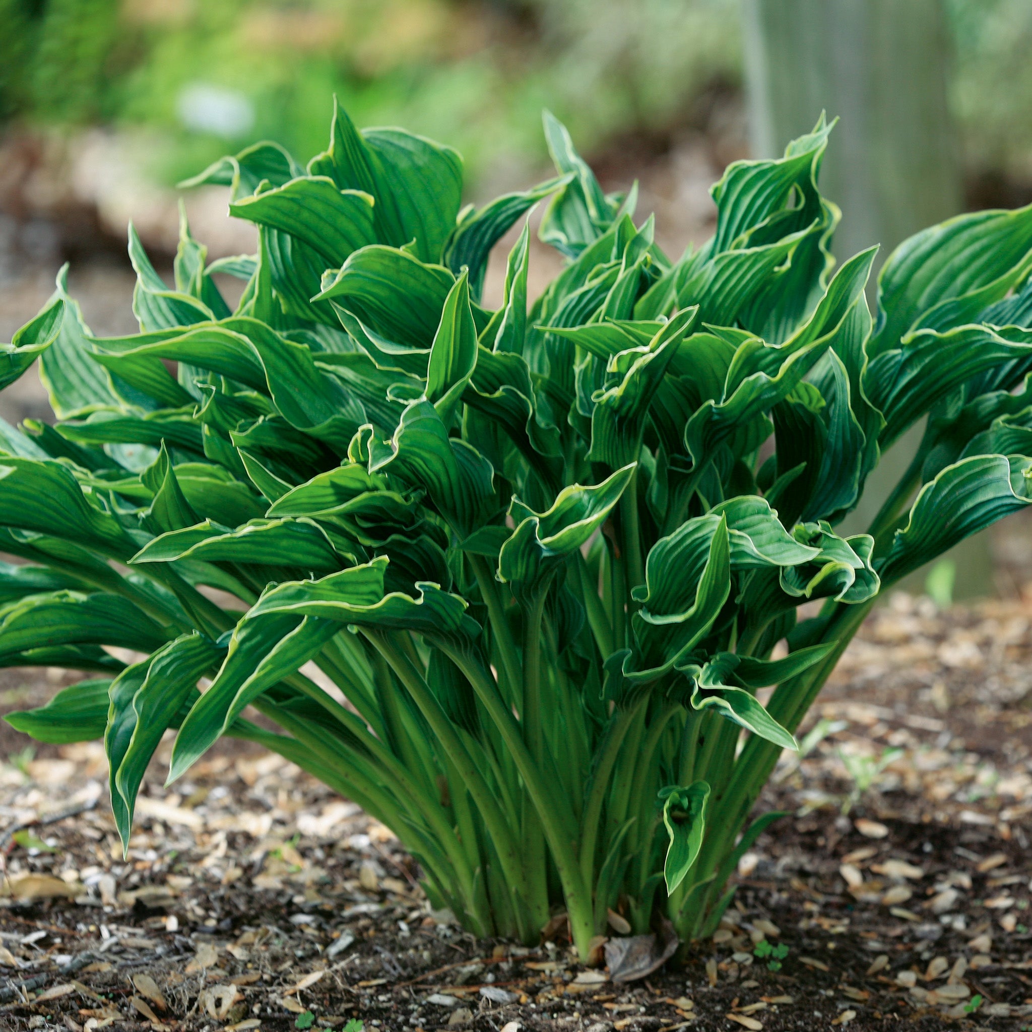 Hosta, Praying Hands