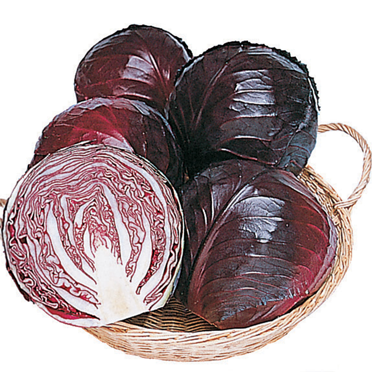 Cabbage, Ruby Perfection Hybrid