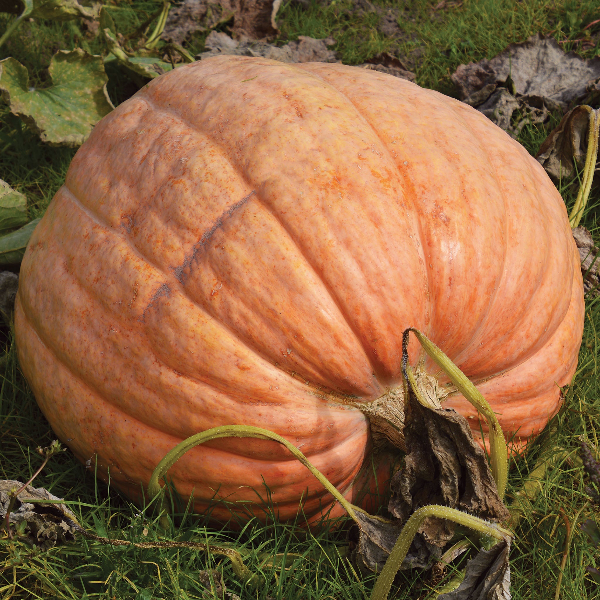 Pumpkin, Dill's Atlantic Giant