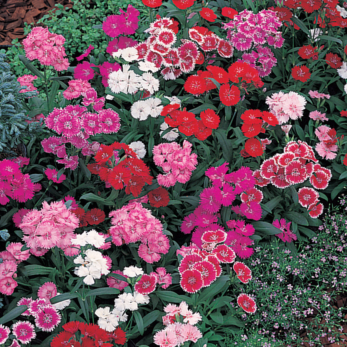 Dianthus, Telstar™ Mixed Hybrid