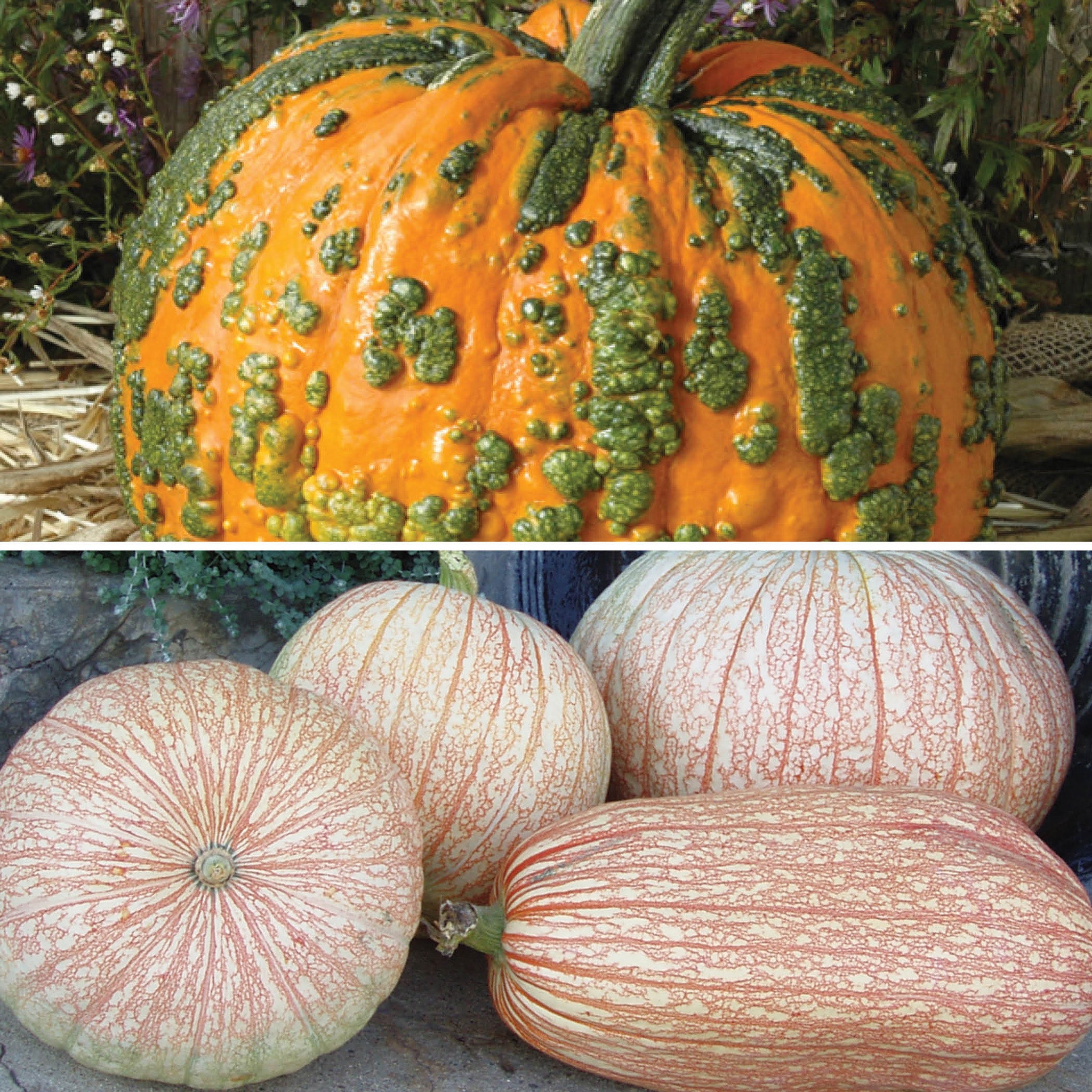 Pumpkin, Novelty Offer