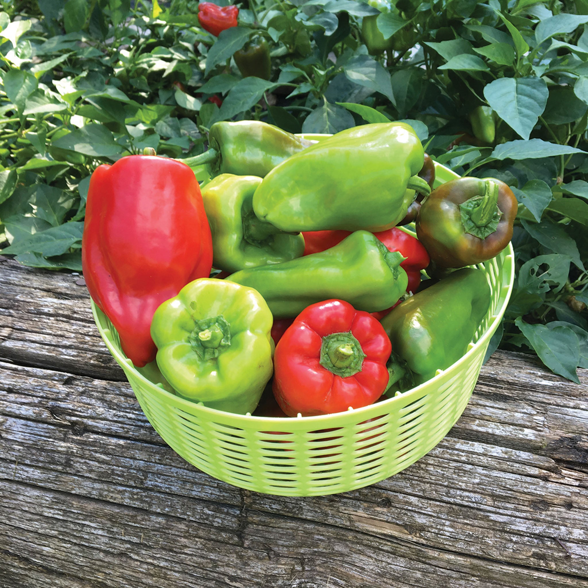 Pepper, Hot, Utri