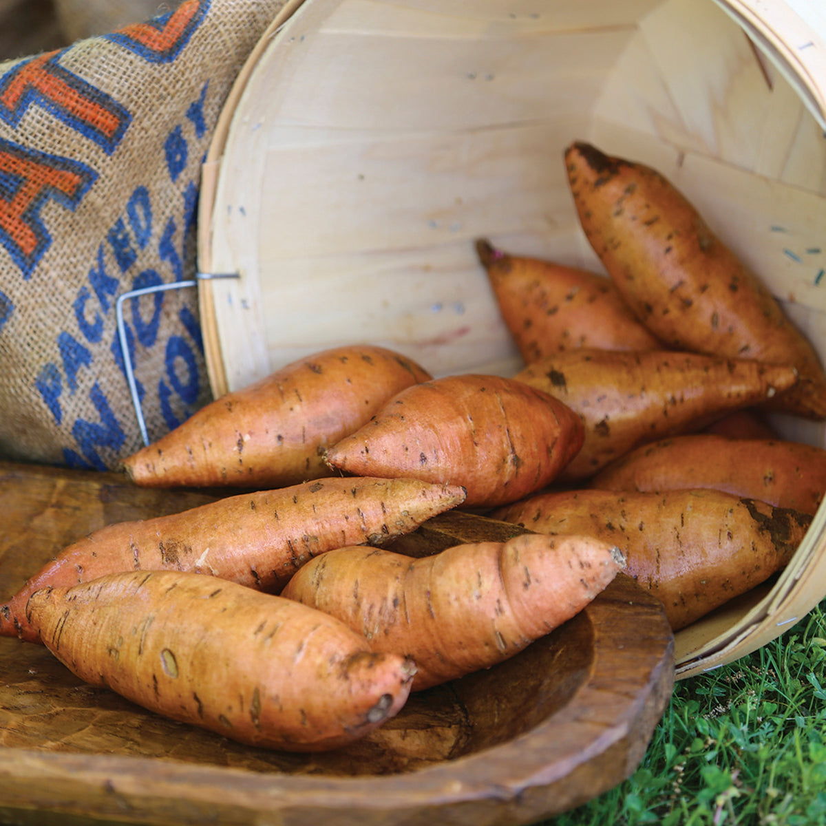 Sweet Potato, Vineless Porto Rico