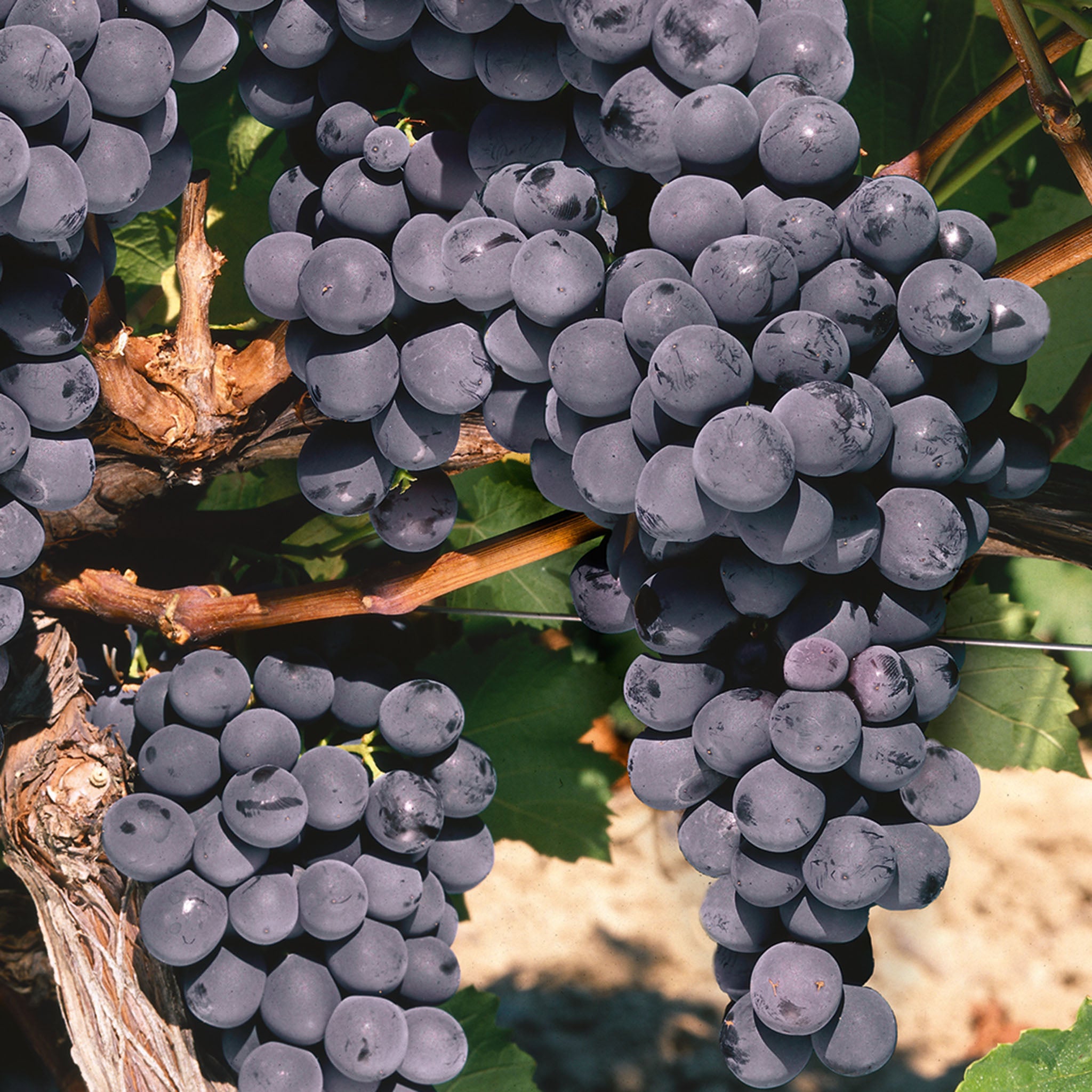 Grape, Seedless, St. Theresa